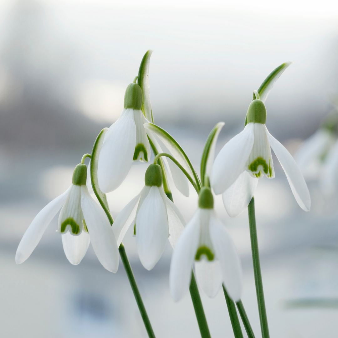 Astrology of Imbolc: Strangers, Radicals, and Snowdrops