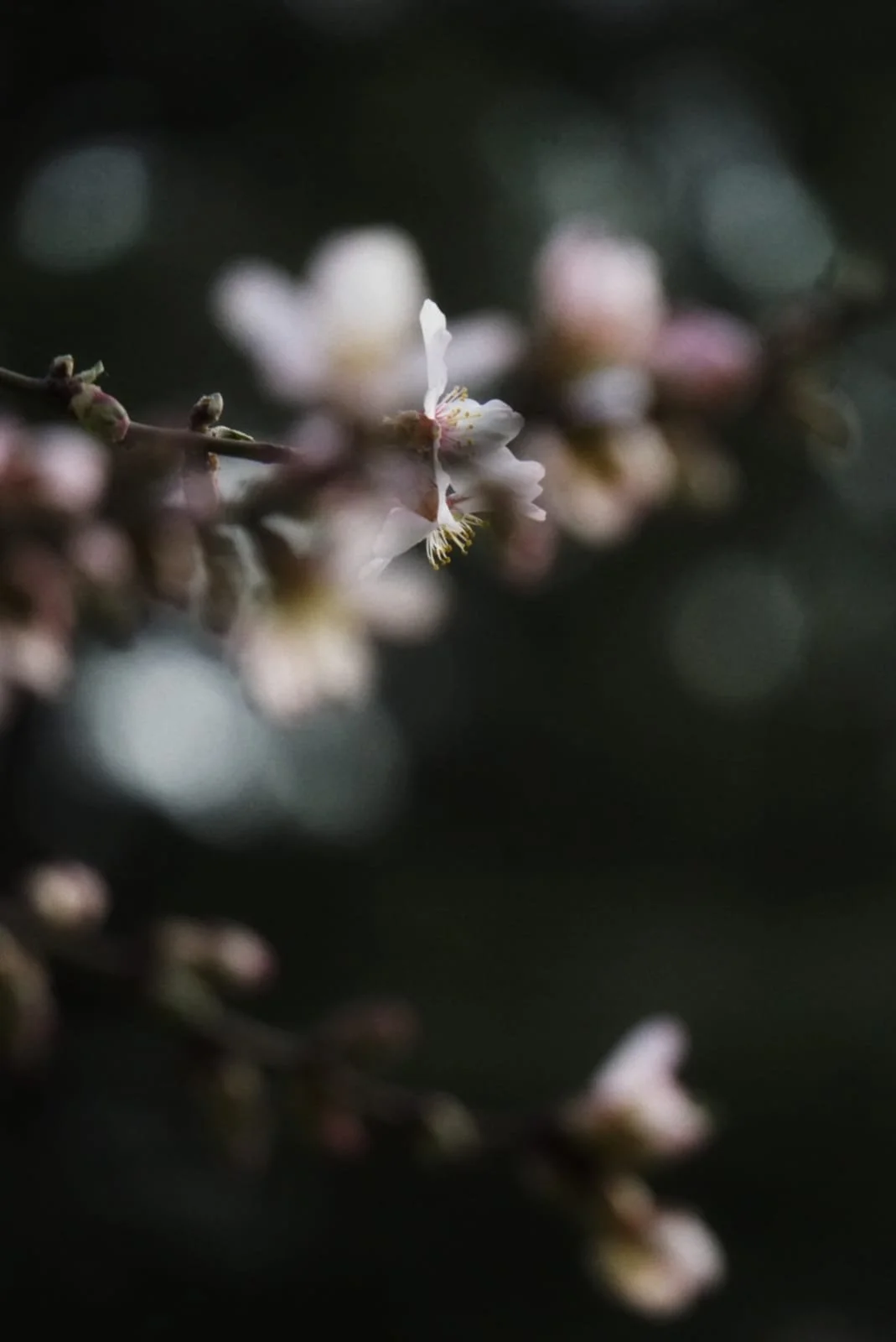 PROMOCIÓN DE PRIMAVERA 2023