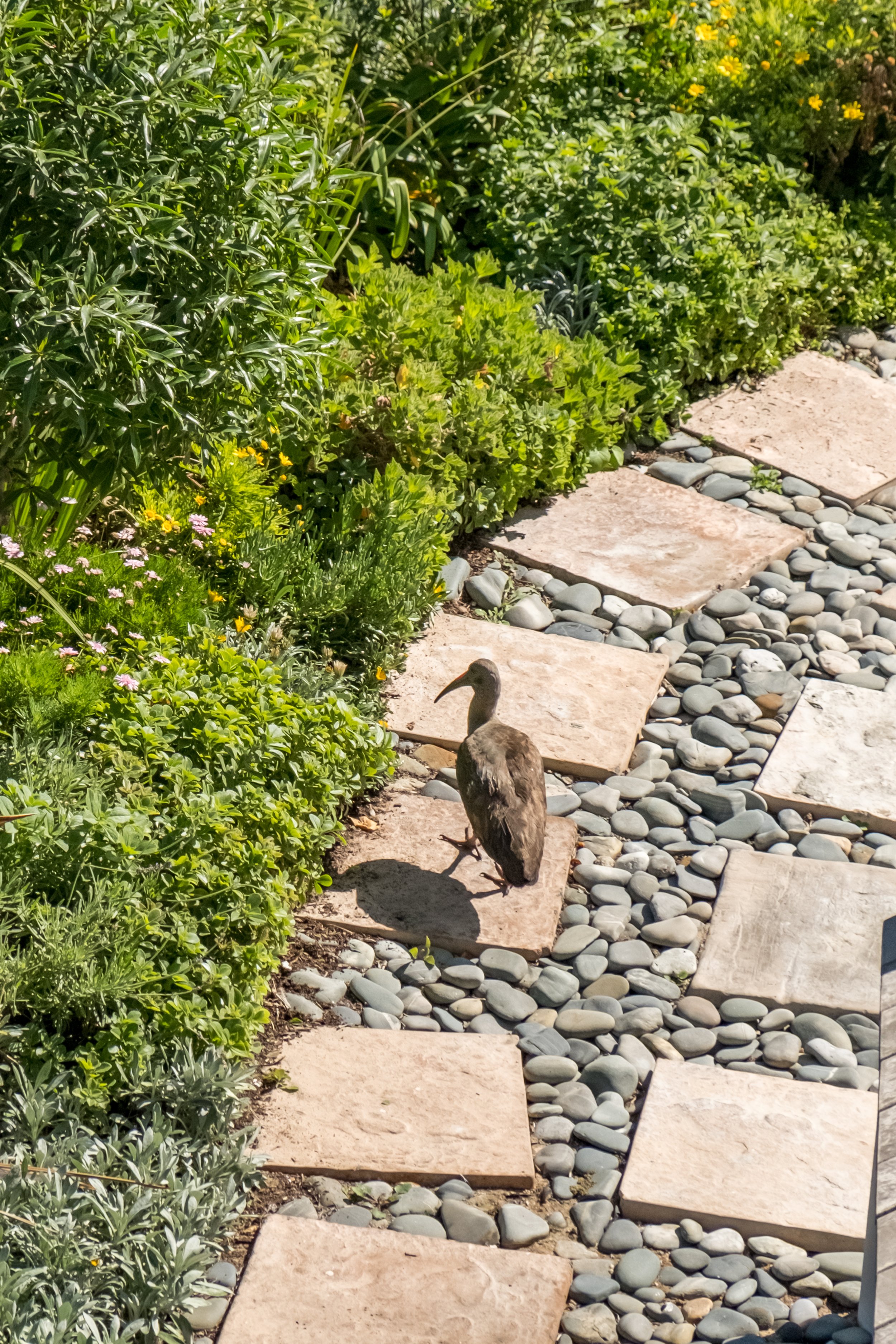 ocean12_back yard.jpg