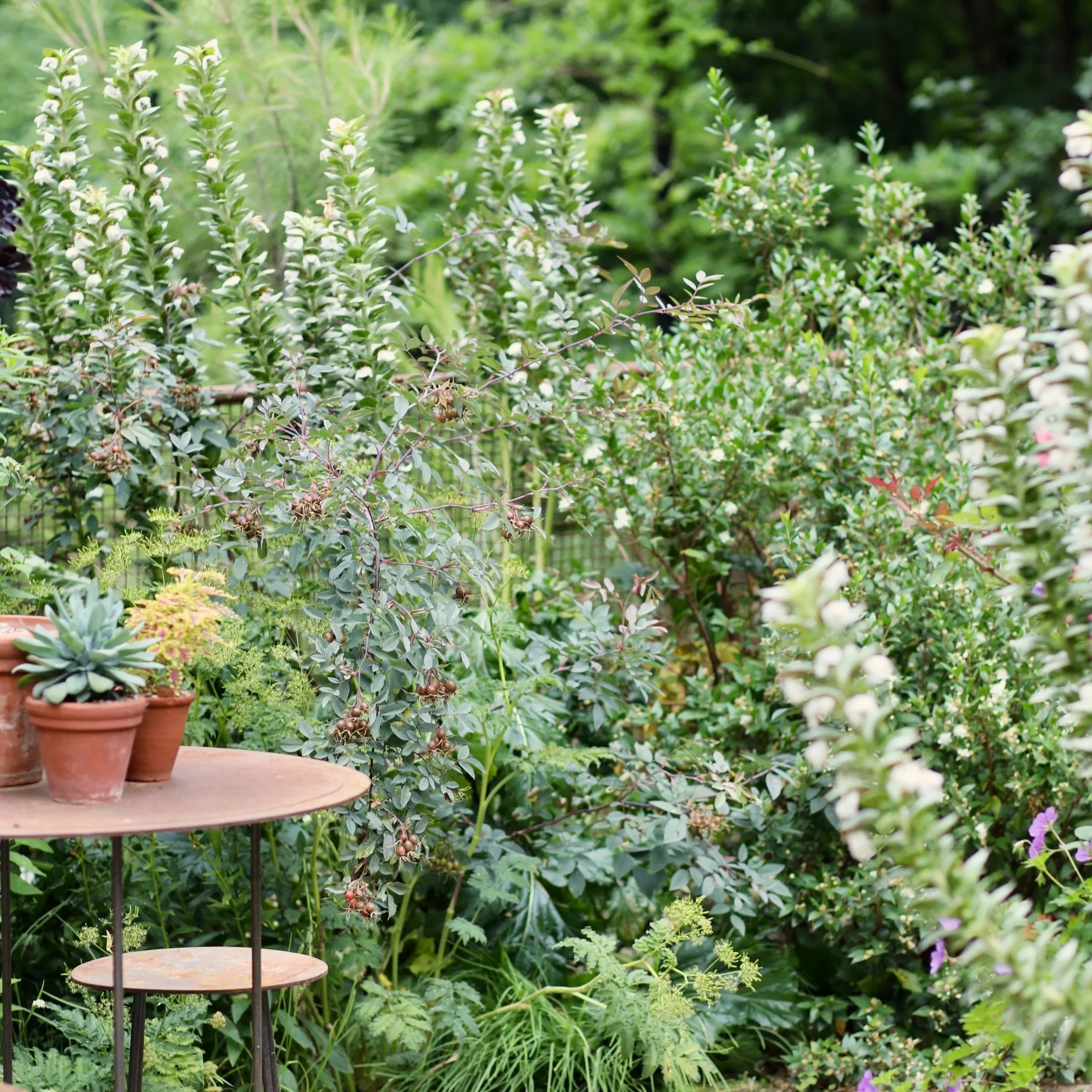 Garden July 25 I.jpg