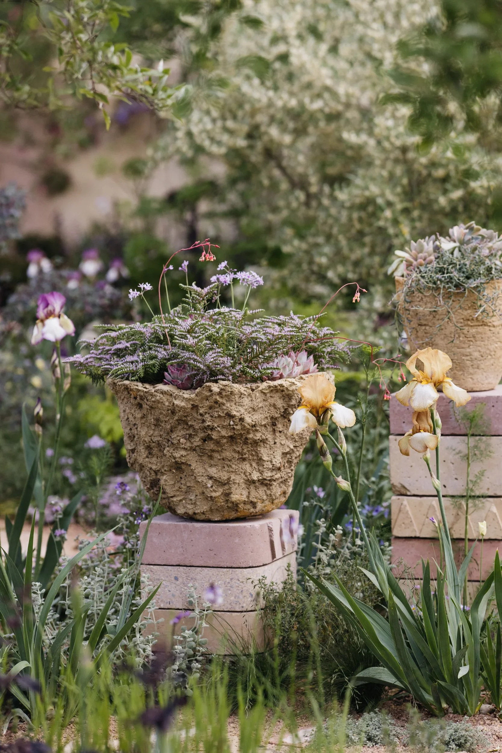 SPL_10_RHSChelsea2023_EvaNemeth_Copyright.jpg.webp