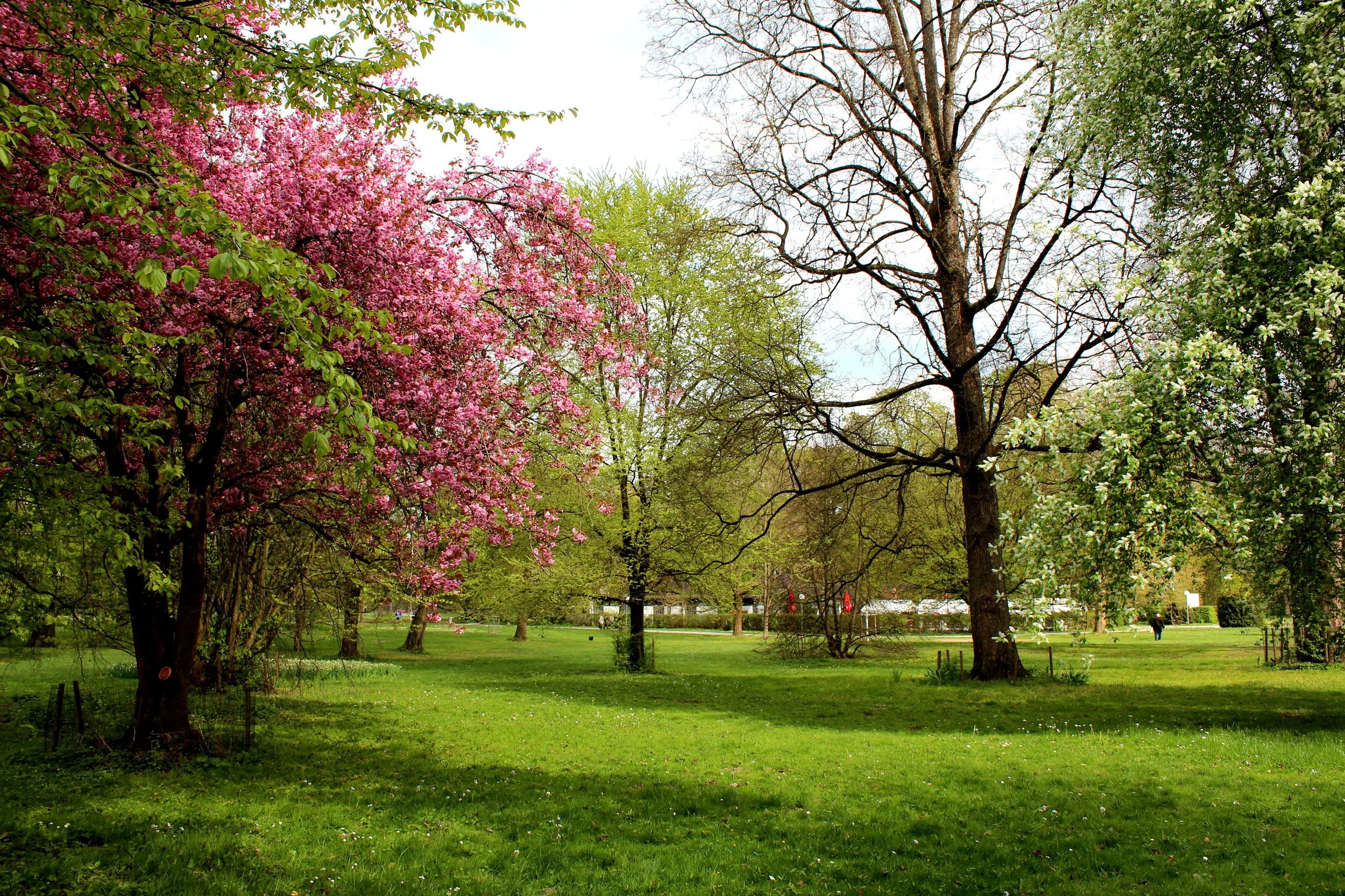 Die Friedrichsau im Frühling