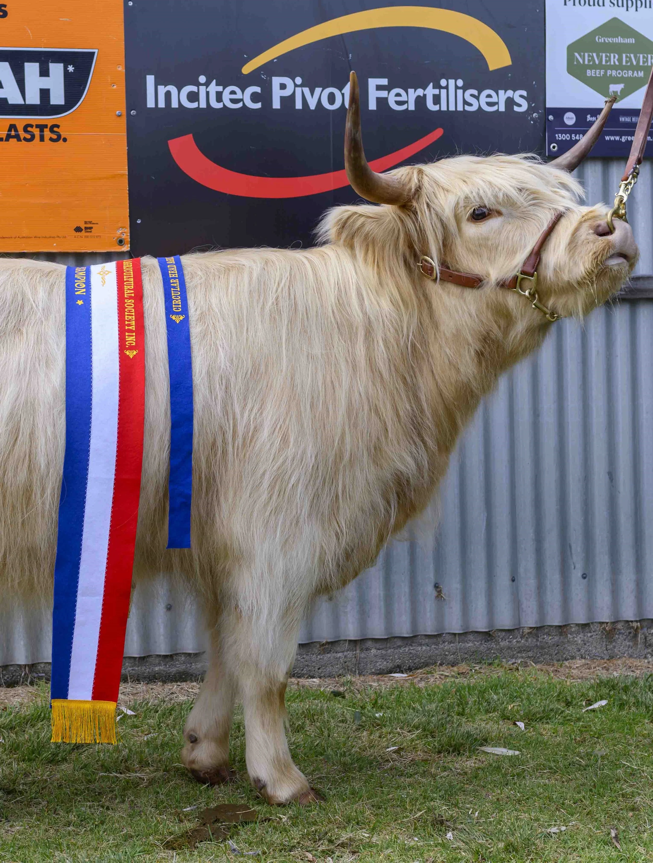 Sorcha - Champion Cow Circular Head Show 2025