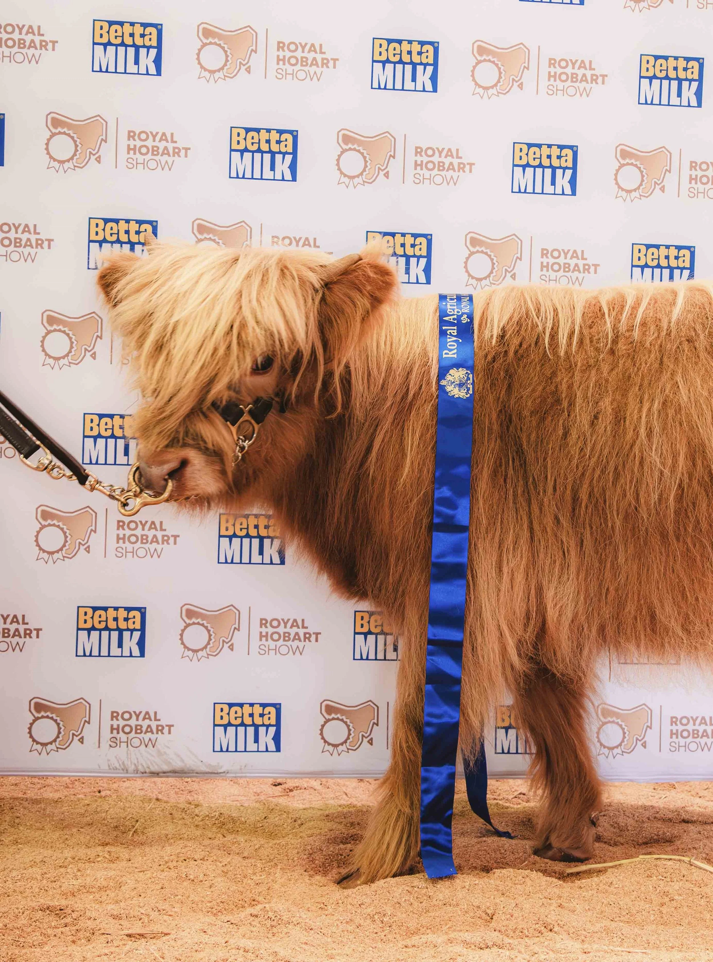 Beathag - First Junior Heifer Royal Hobart Show 2025