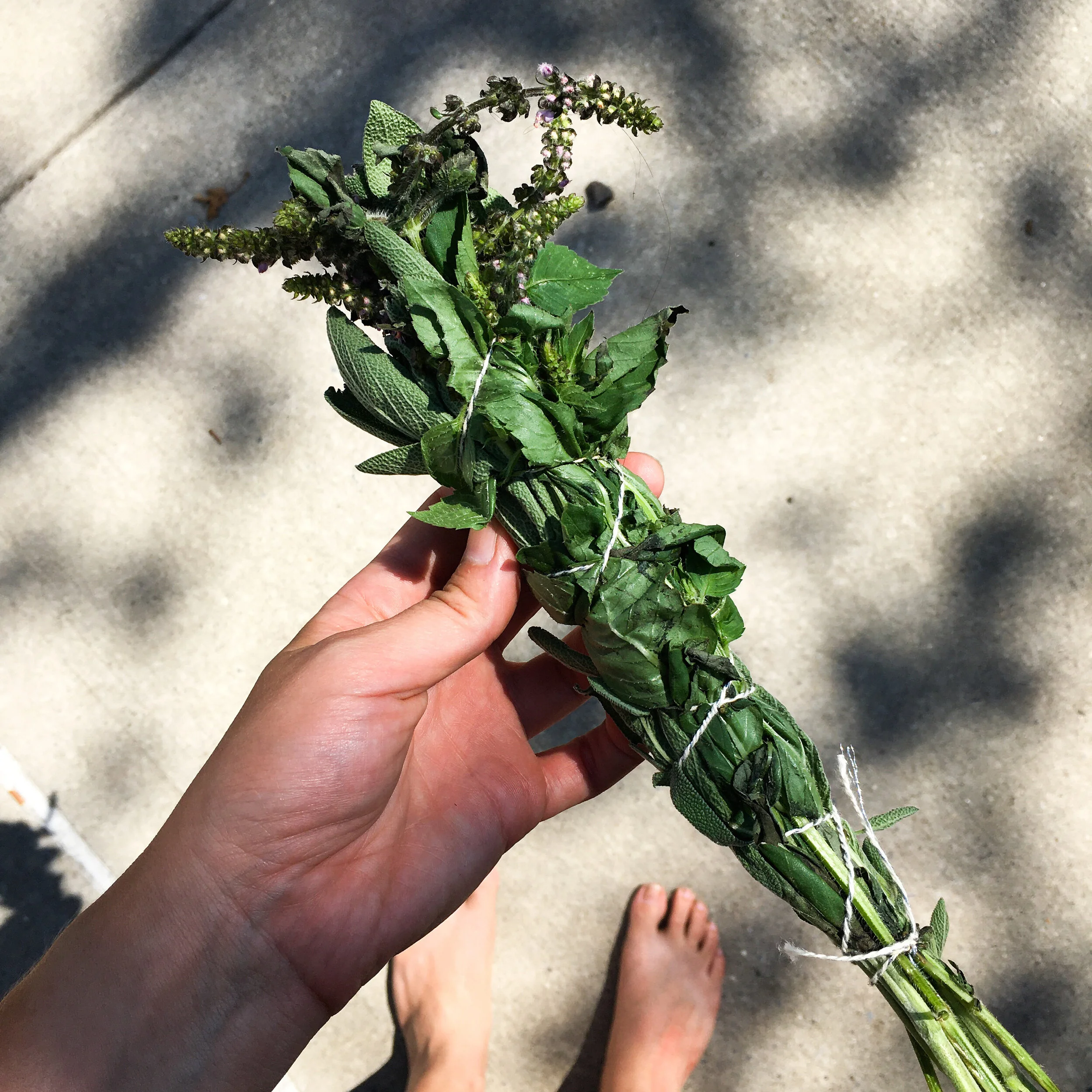 Garden Sage Bundle