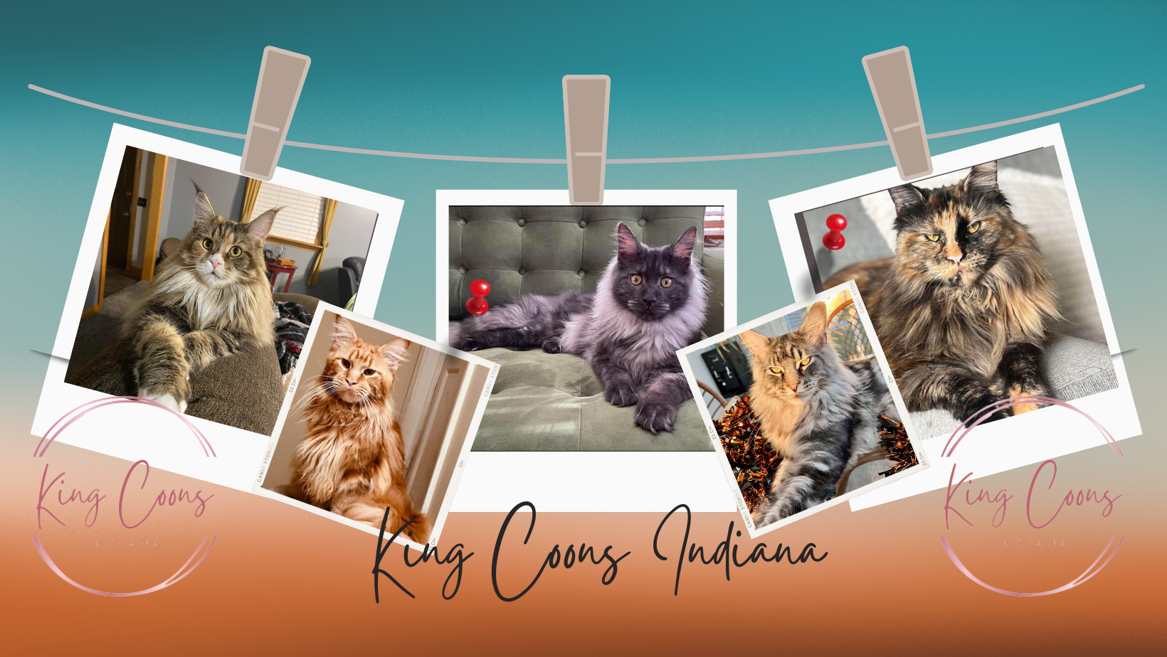 Available Kittens — King Coons Indiana