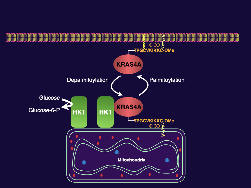 Regulation of HK1 by KRAS4A