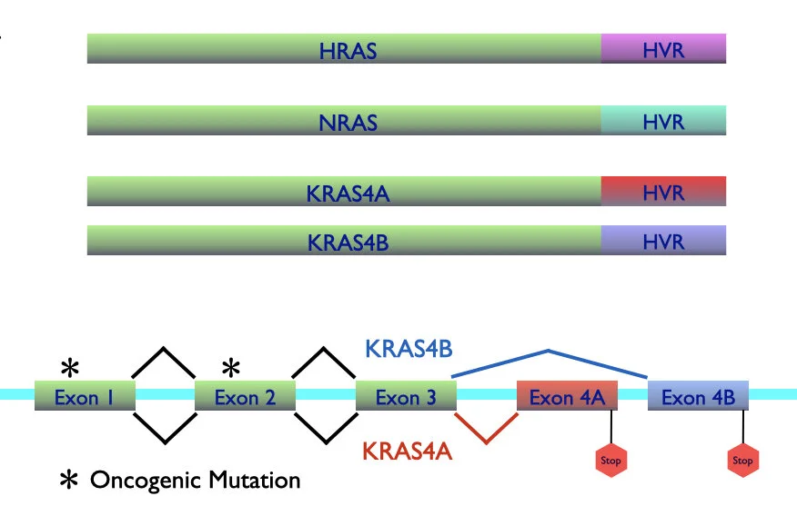 Splice variants of KRAS&nbsp;