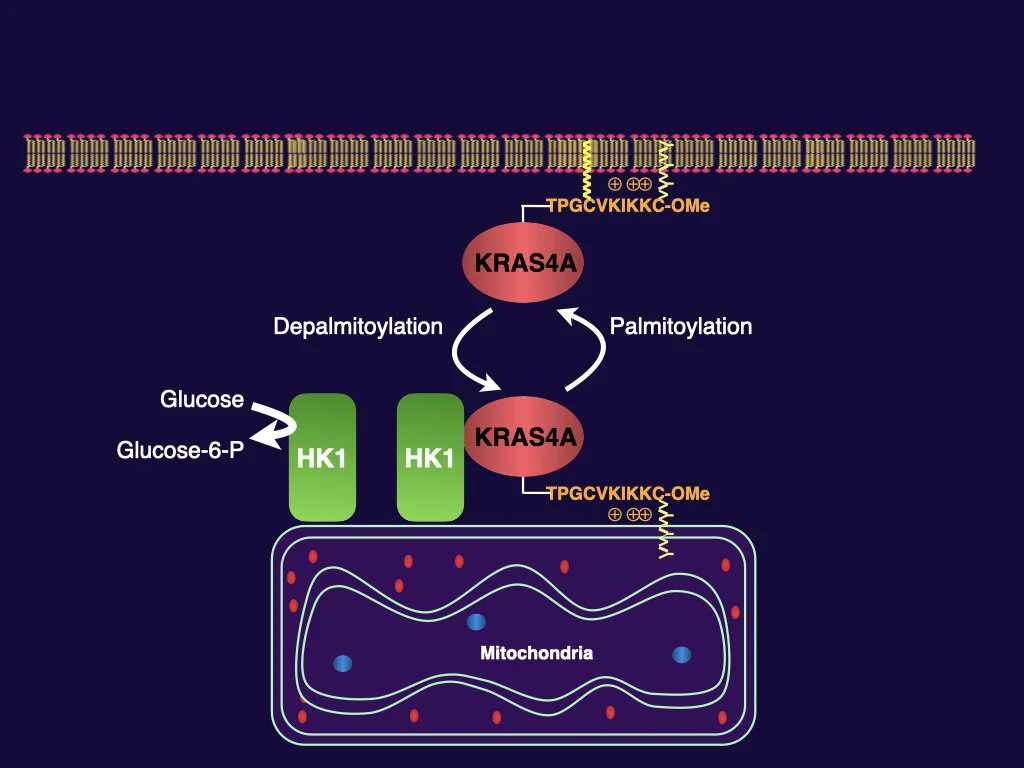 Regulation of glycolysis by RAS&nbsp; 
