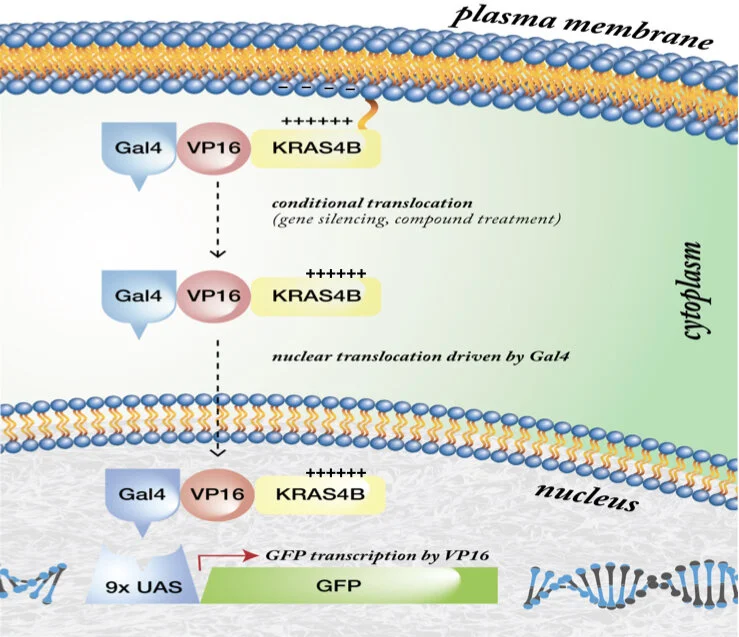 Modification and trafficking of RAS and other small GTPases 