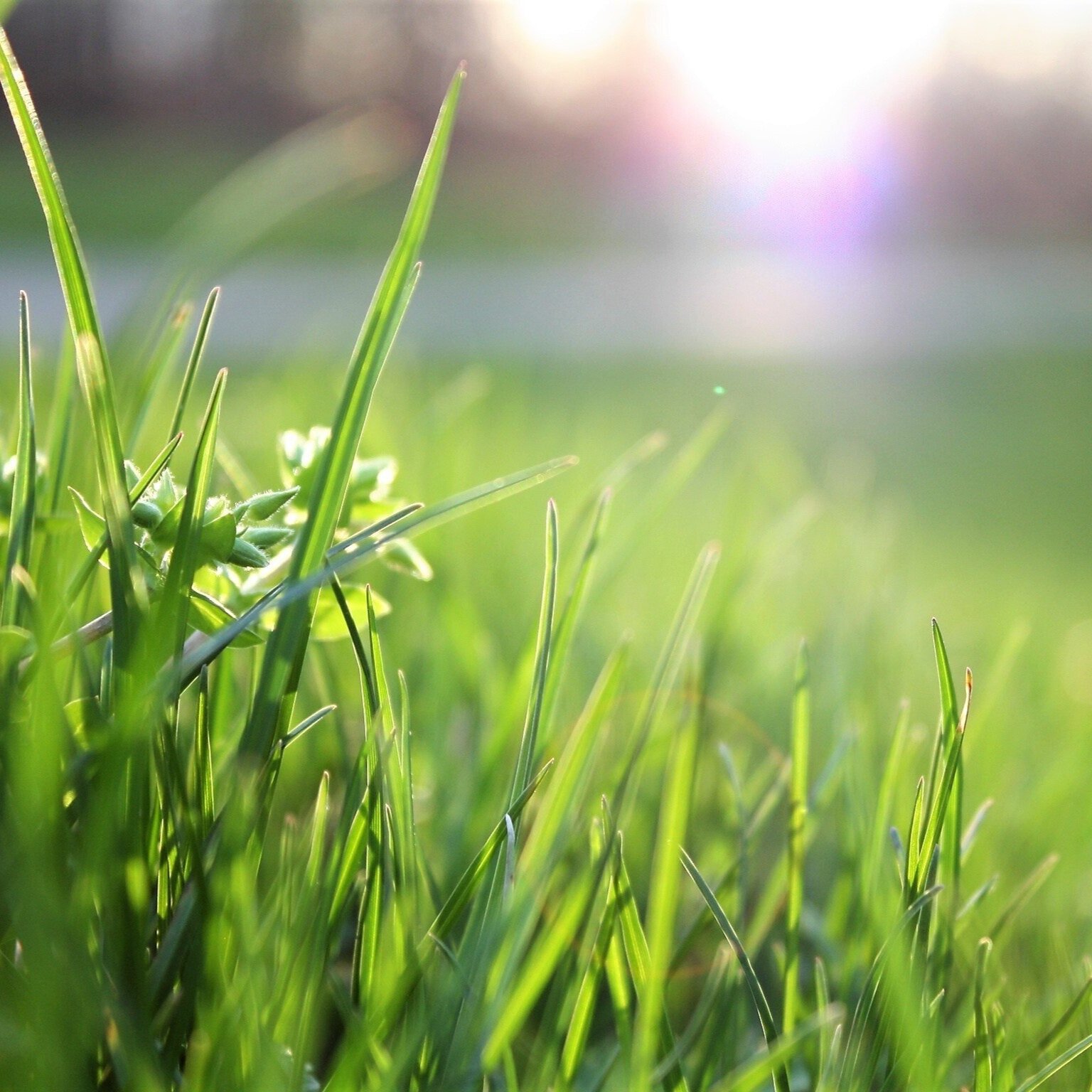 Our Borough Needs Dedicated Volunteers for the Environmental Commission 