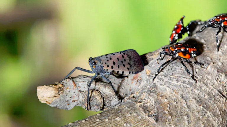 Mayor's Weekly Message: The Spotted Lanternfly Invasion — Middlesex Borough