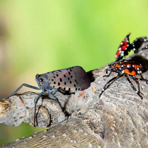Mayor's Weekly Message: The Spotted Lanternfly Invasion