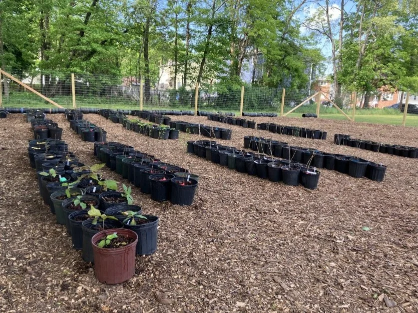 Announcing Our New Tree Nursery — Middlesex Borough