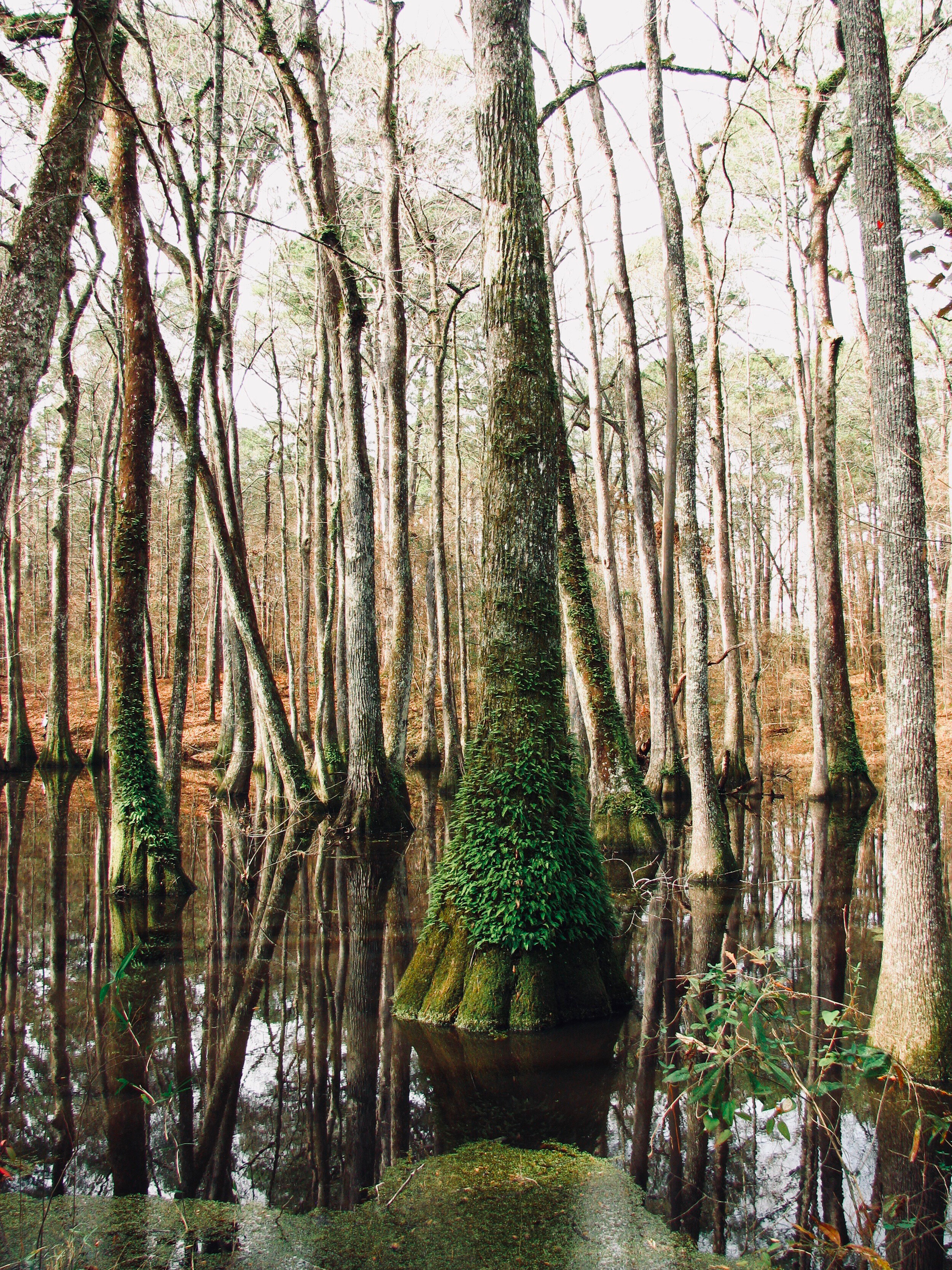 Cypress swamp 