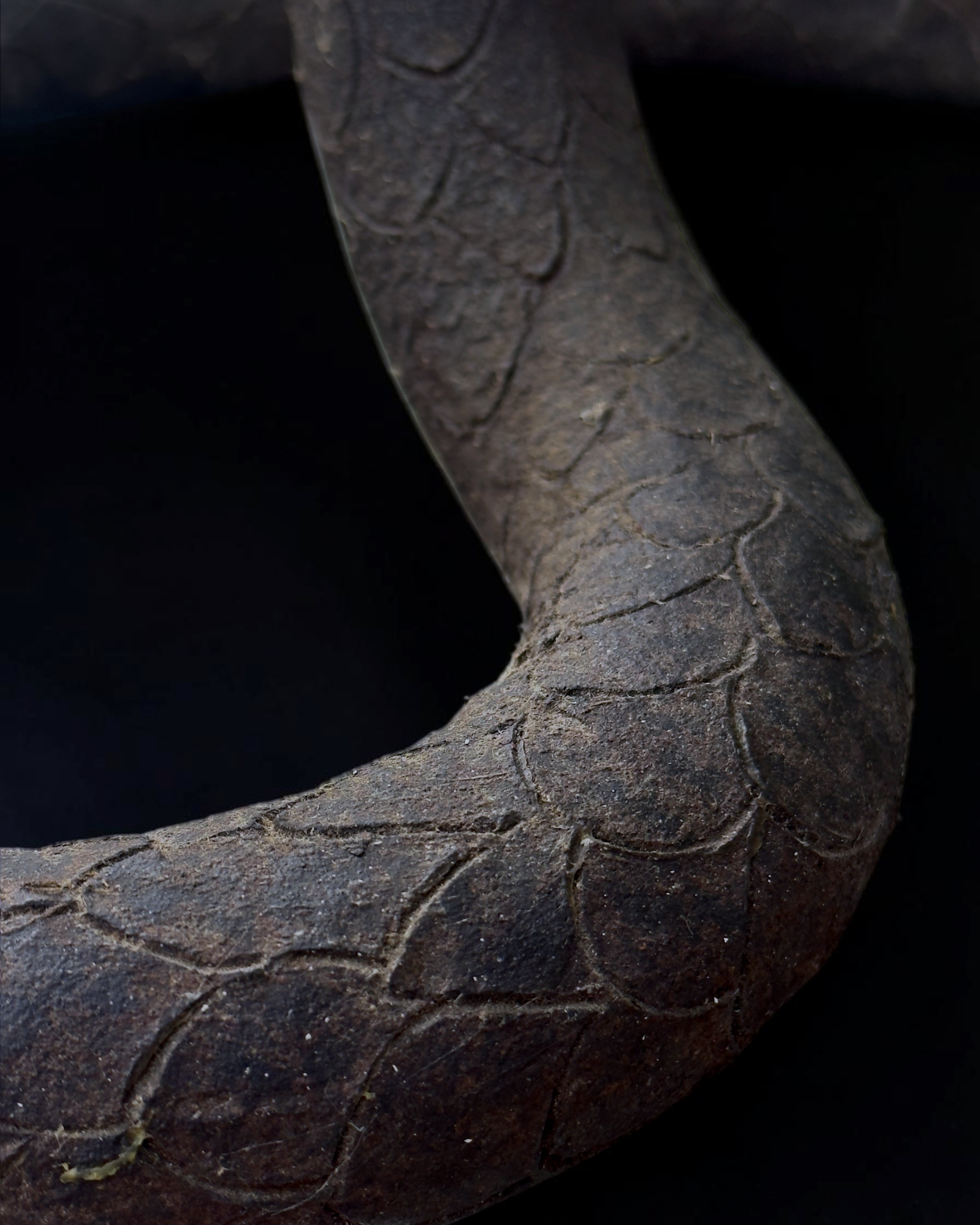 vivioli - cobra v2 (8).png