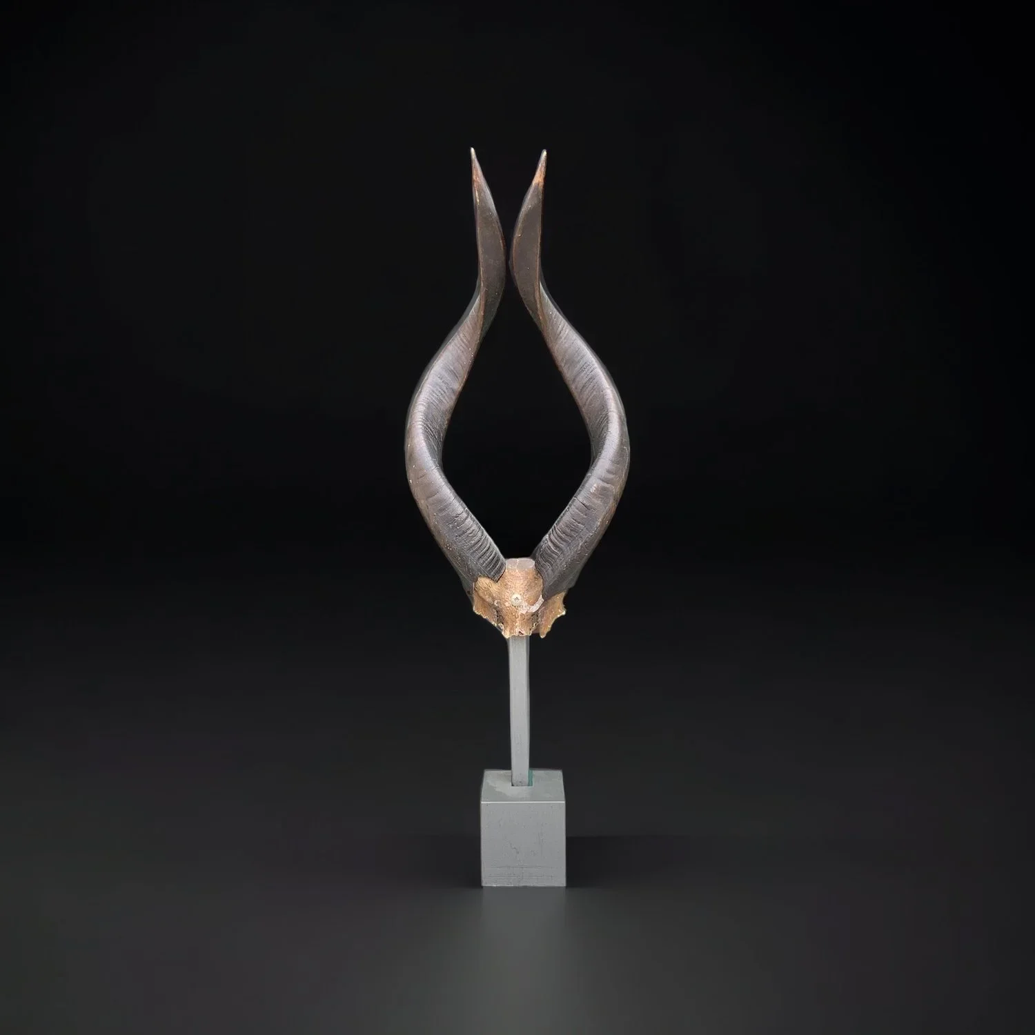 SOLD: Mid-Century large antelope antlers mounted on a grey pedestal