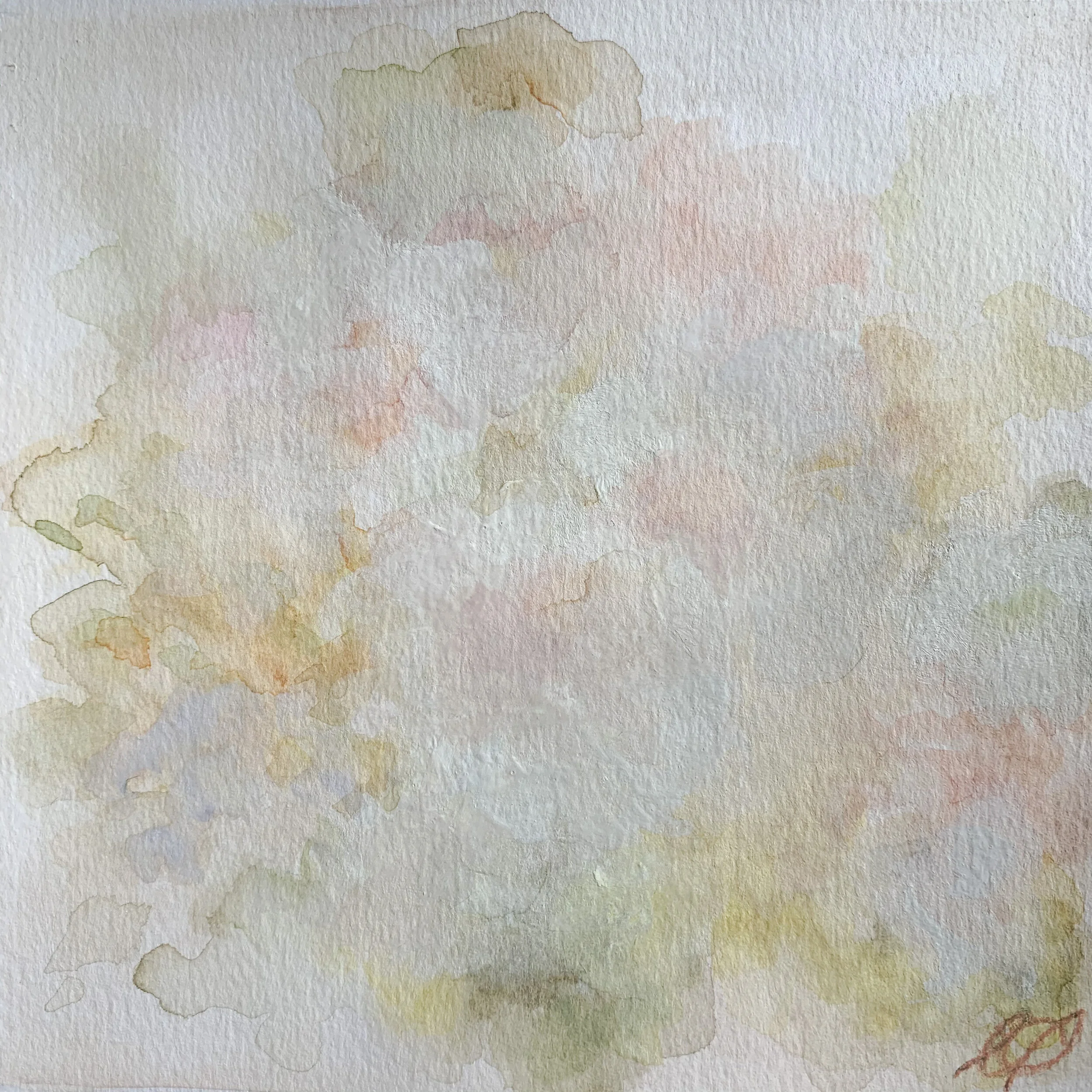 British Gamble Daffodil 