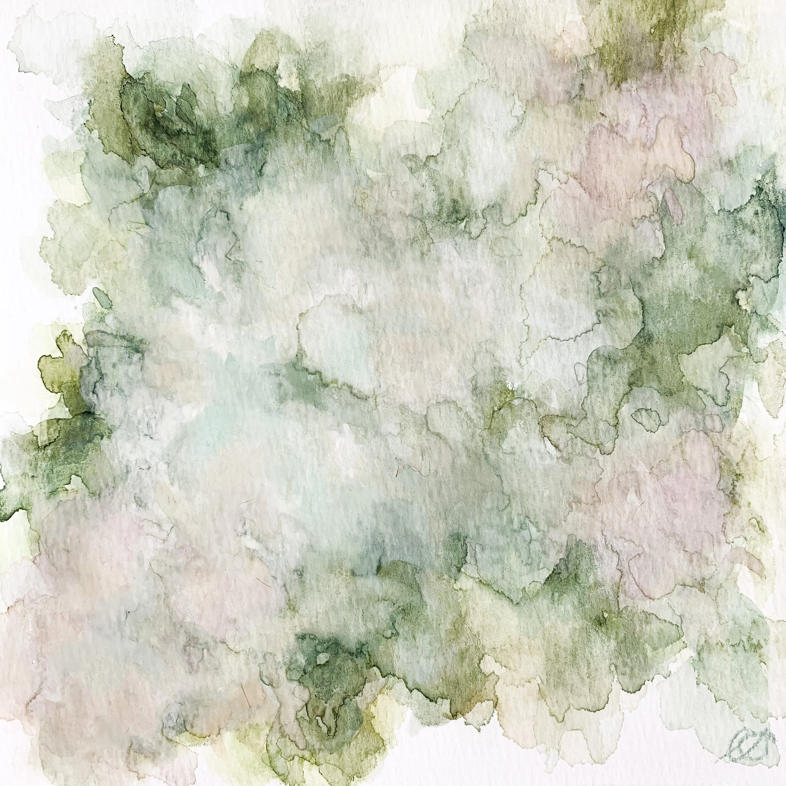 Lenten Rose 