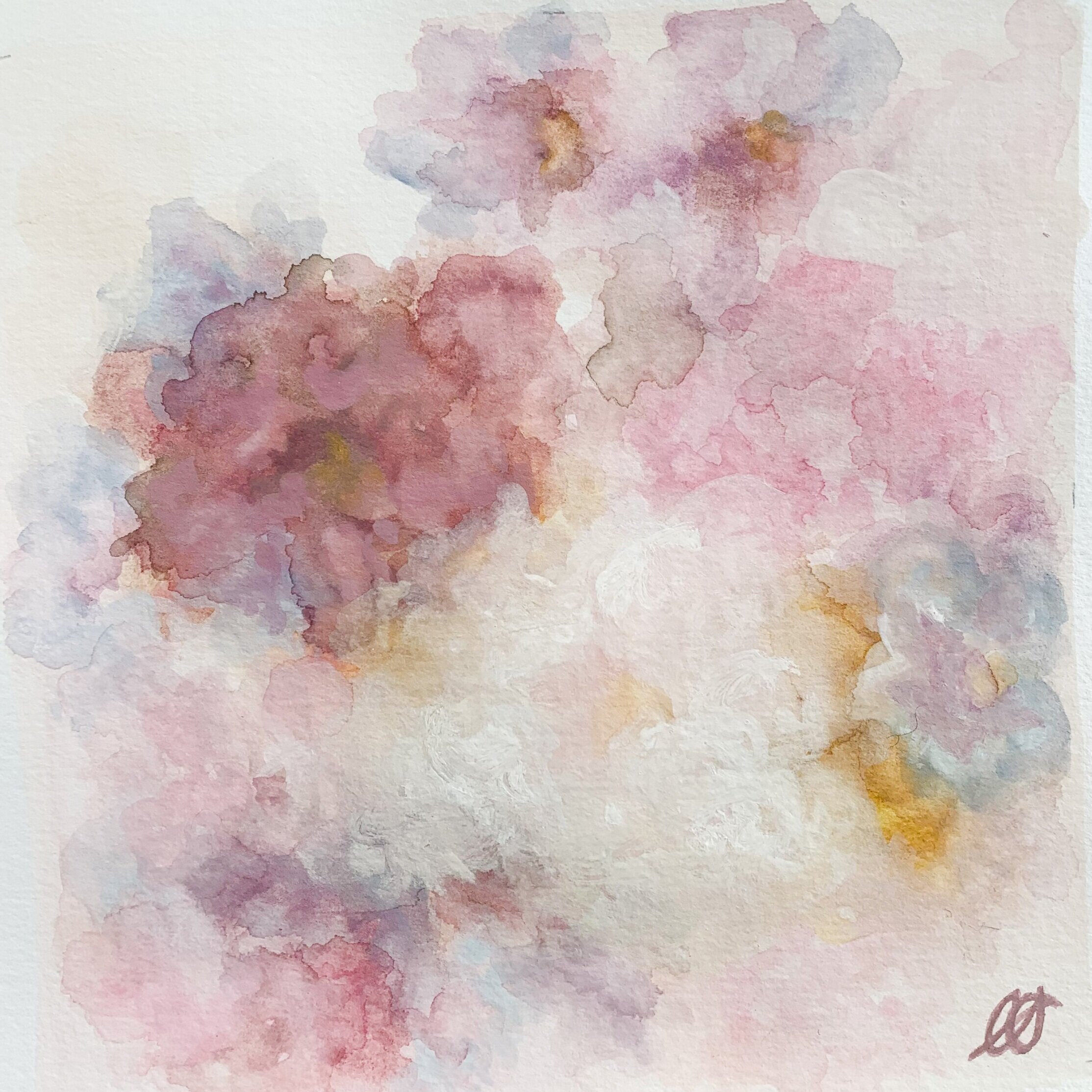 Distant Drum Rose