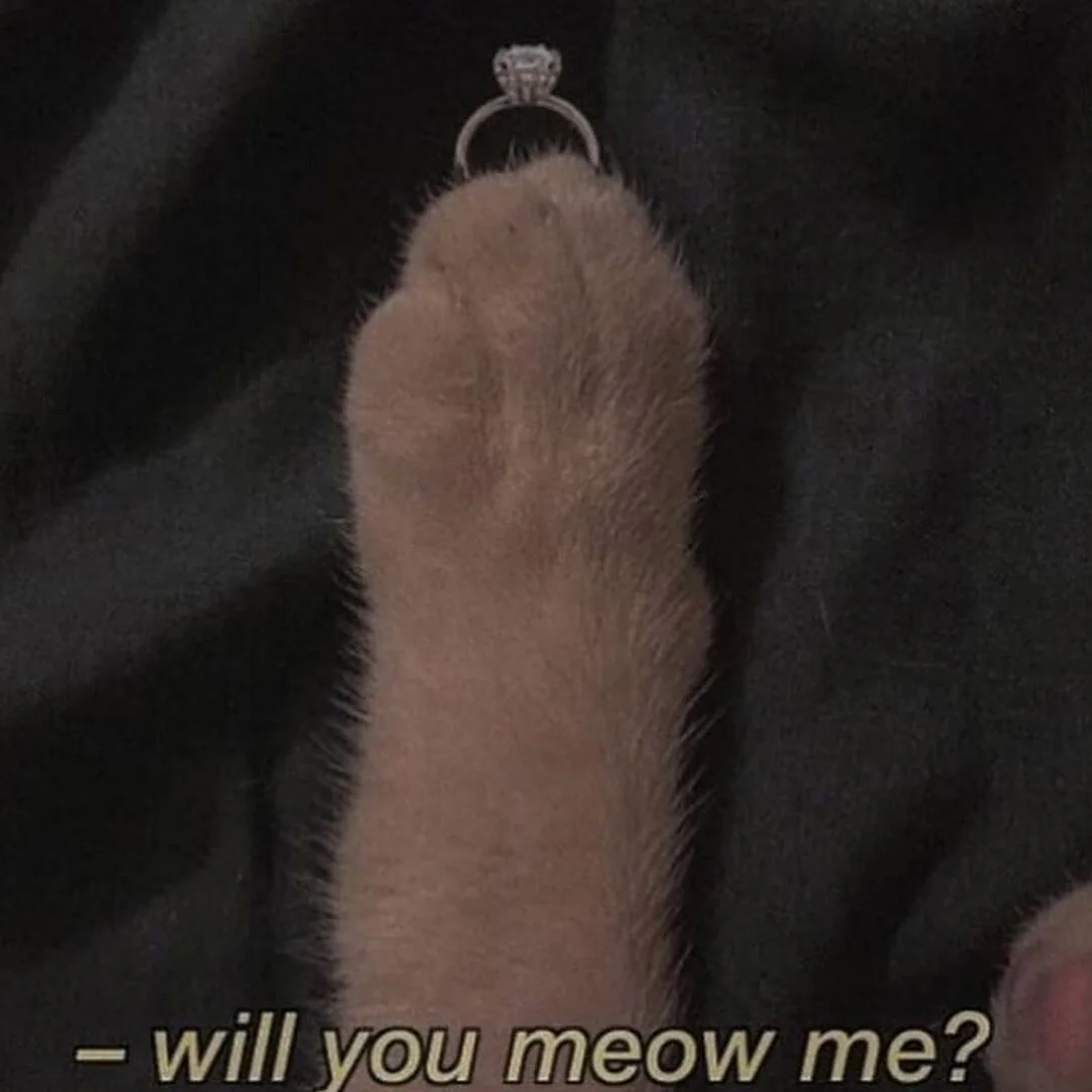 { 💍 : @weird0catt0 }