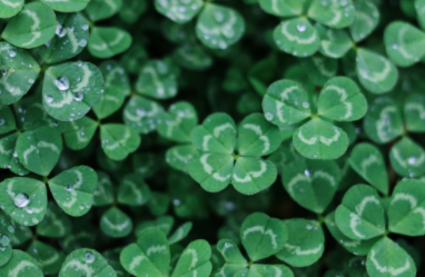 The True History Behind St. Patrick's Day