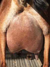 Paternal Granddam's Udder