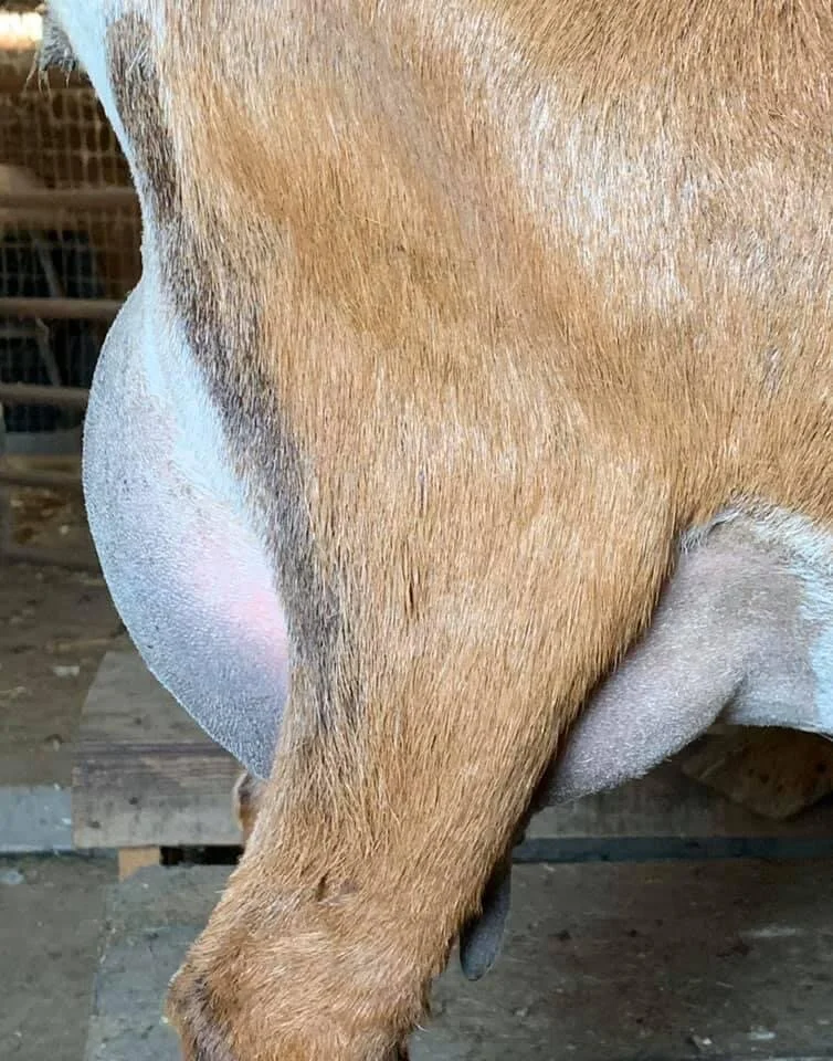 Dam's Udder