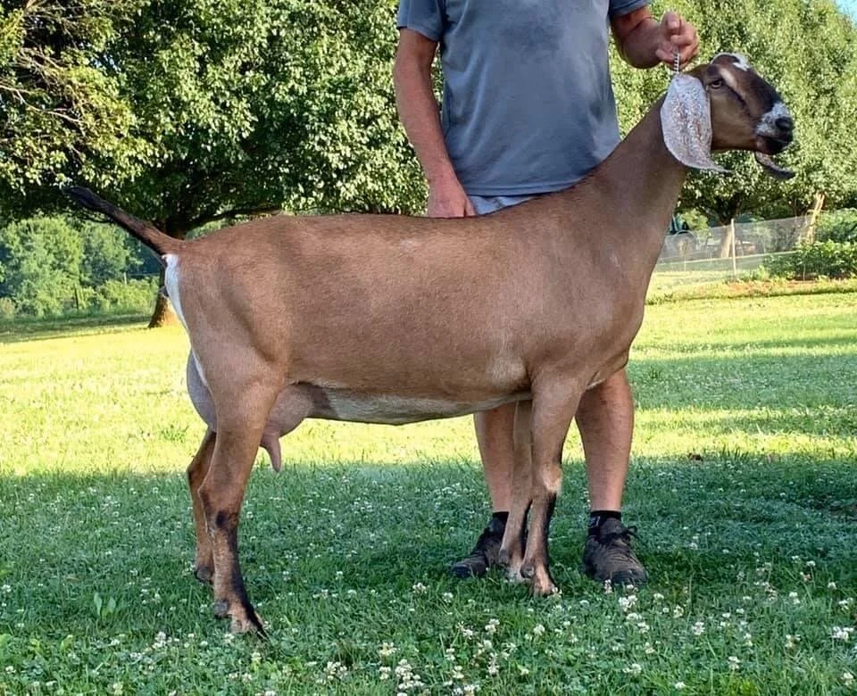 Dam: Foxwood Jock’s Selah 92 EEEE