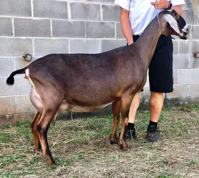 Paternal Granddam: Lil Mill Crk Tyee Lore