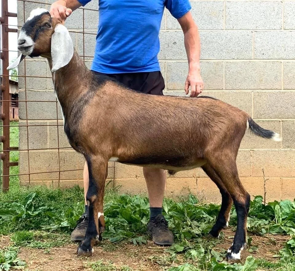 Sire: Foxwood Jock's Lucky Lad