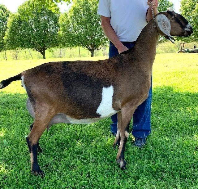 Dam: Foxwood Jock's Sophie