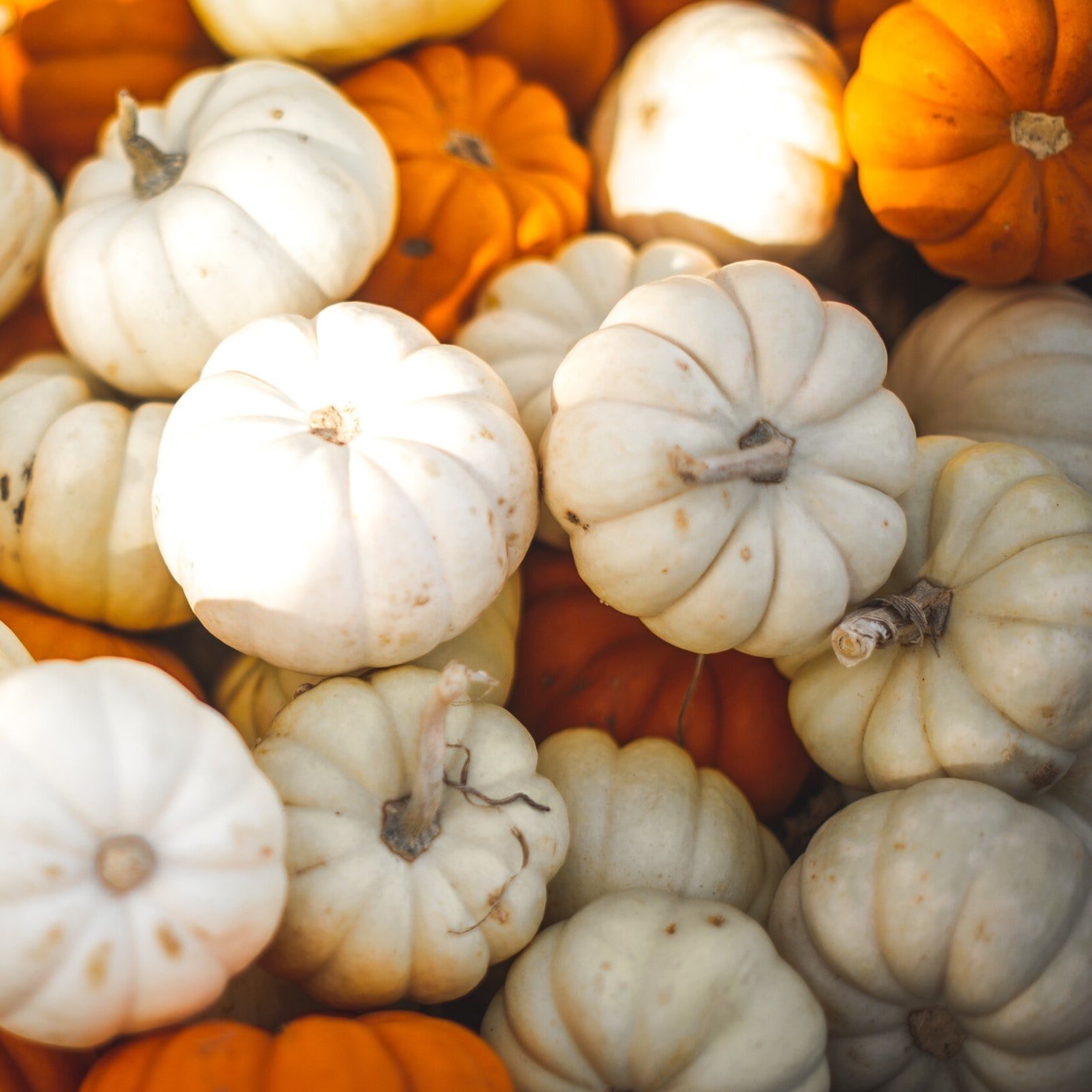Top Pumpkin Patches around Ottawa & ones SO worth the drive!