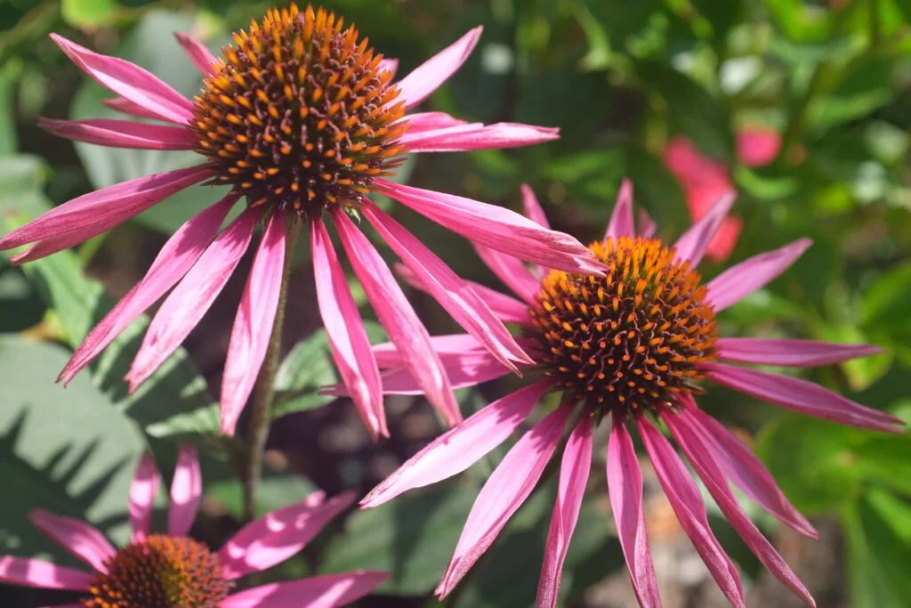 Echicacea • Echinacea Purpurea