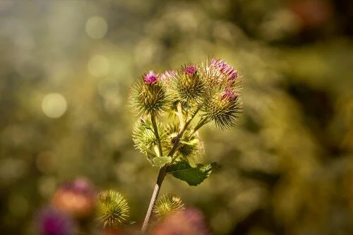 Burdock • Articum Lappa