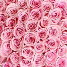 pink-roses-funeral-tribute