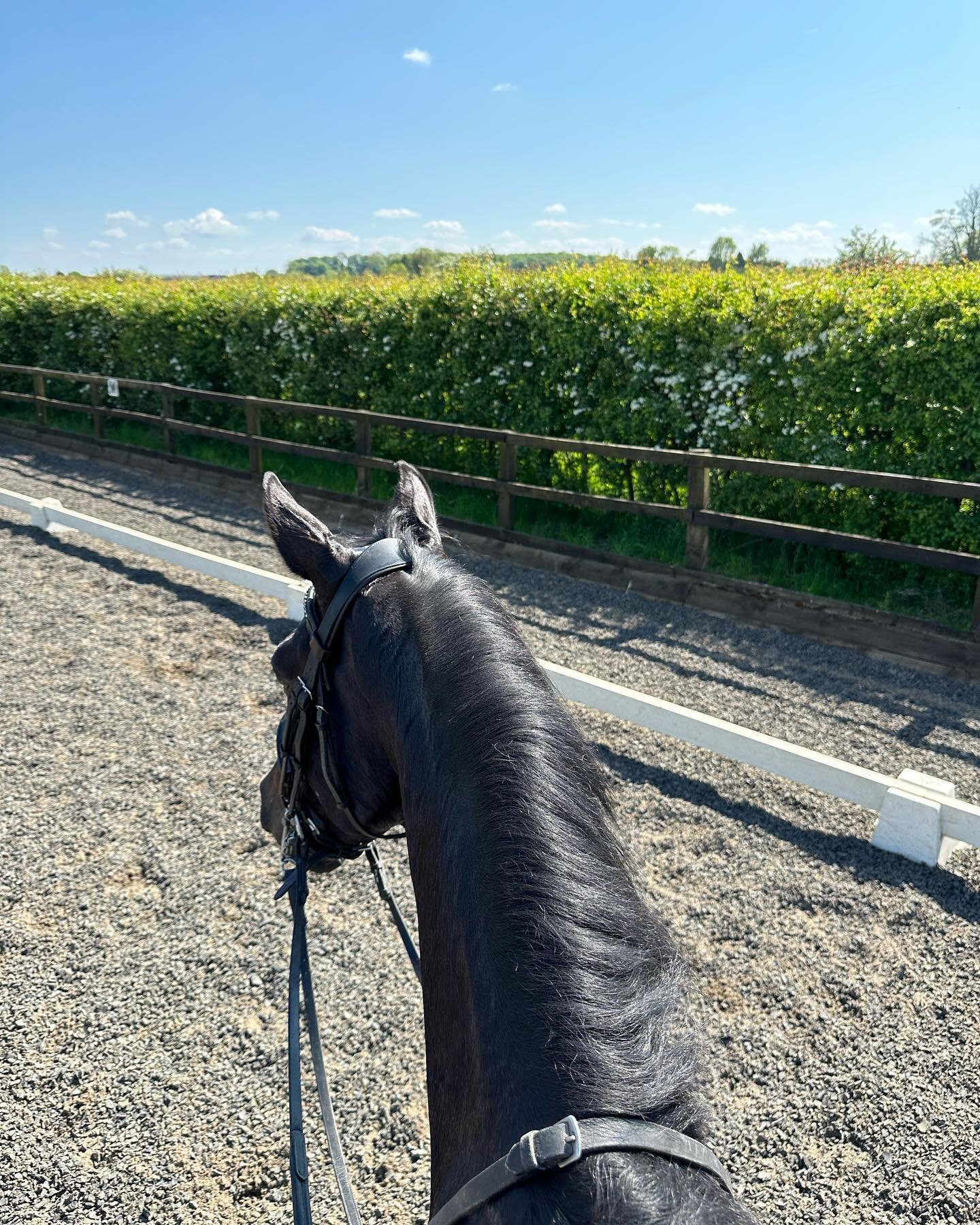 Today I only had 8 to ride and no teaching after a crazy busy week&hellip; I&rsquo;ve loved having no time constraints and just having the time to really work the horses with no pressure!! #happysunnydays #TCE #dreamjob #dressagehorse #dressagedays