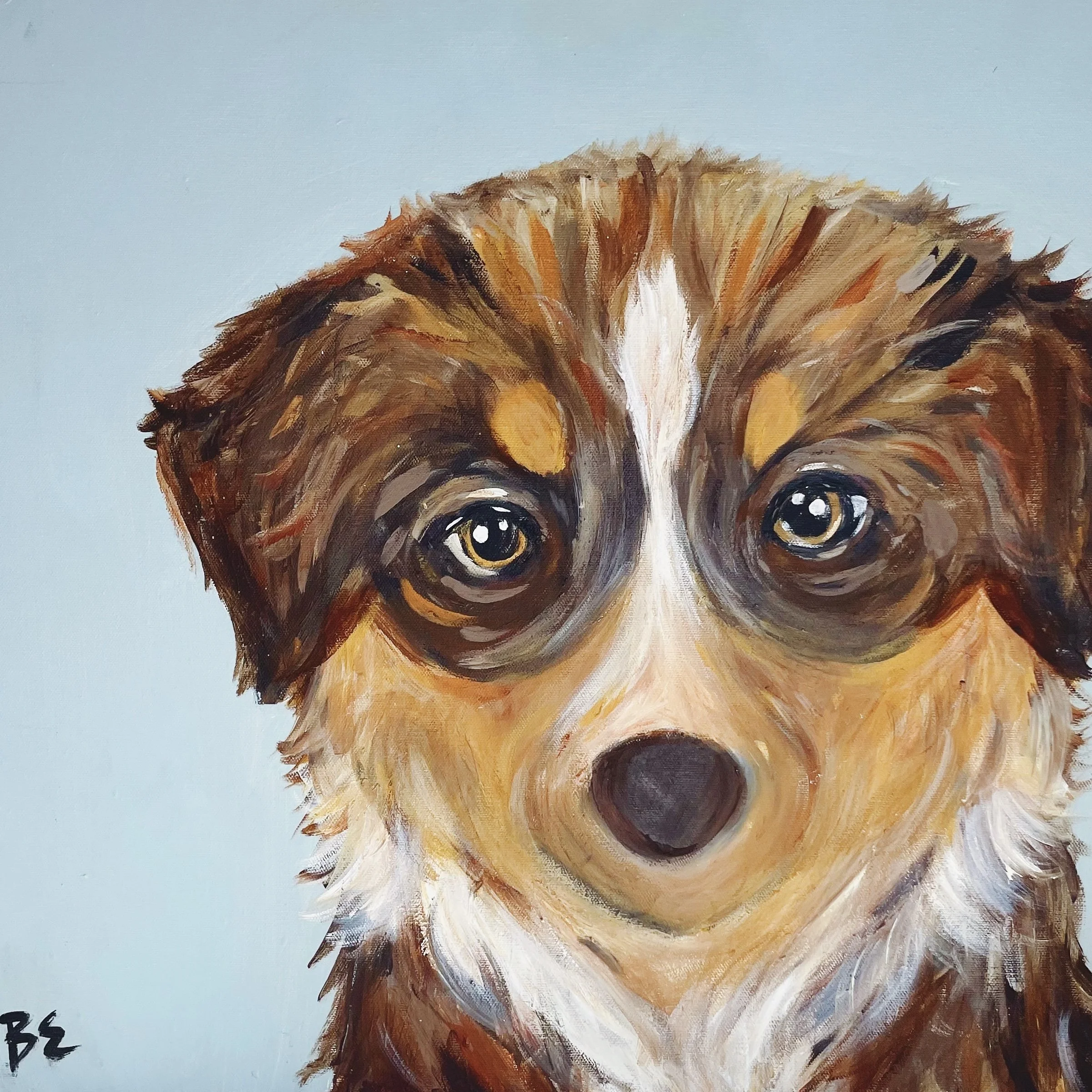 "BABY FLYNN" (20x20"); sold, custom red tri australian shepherd pet portrait painting