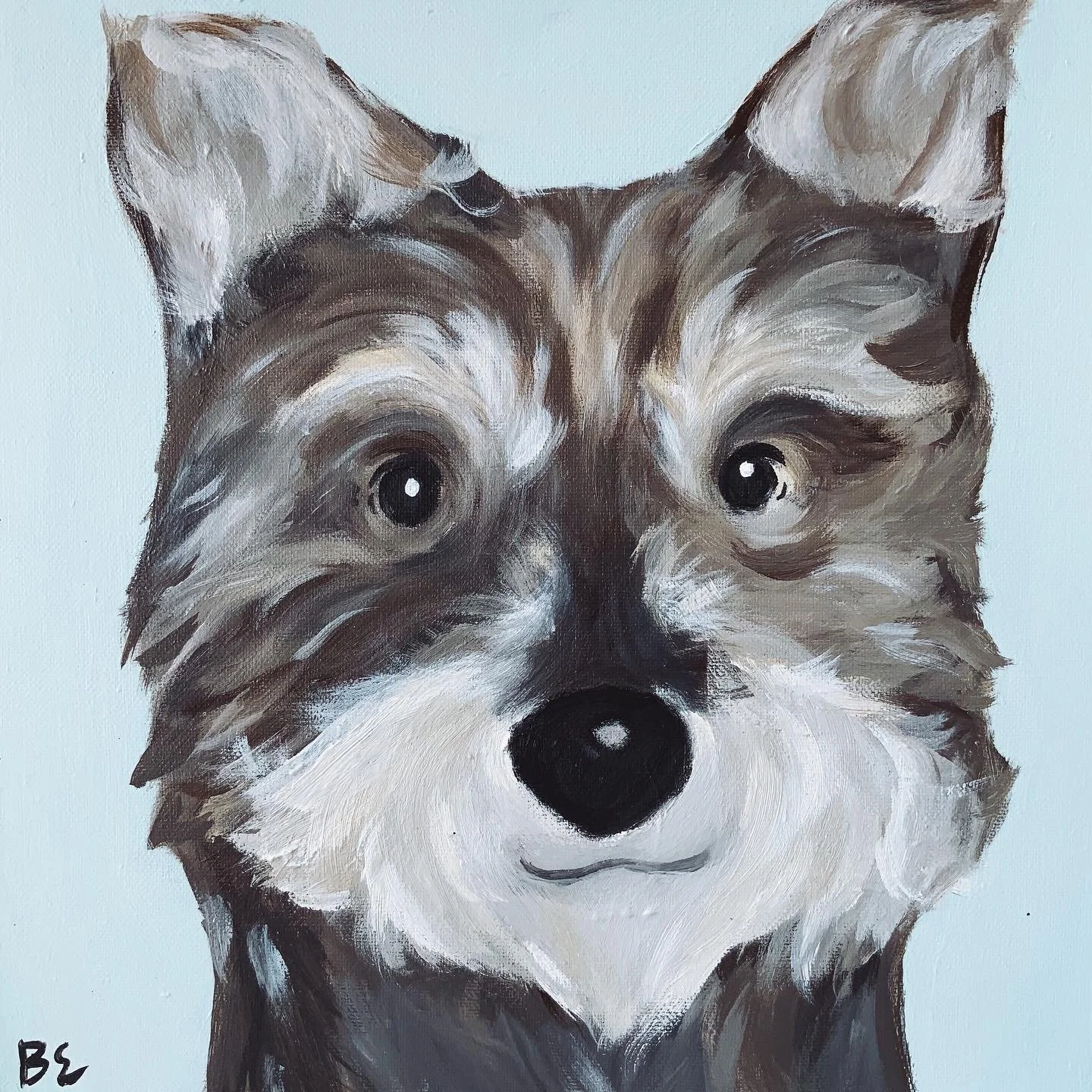 "SULLY" (10x10"); sold, custom mini-schnauzer pet portrait painting