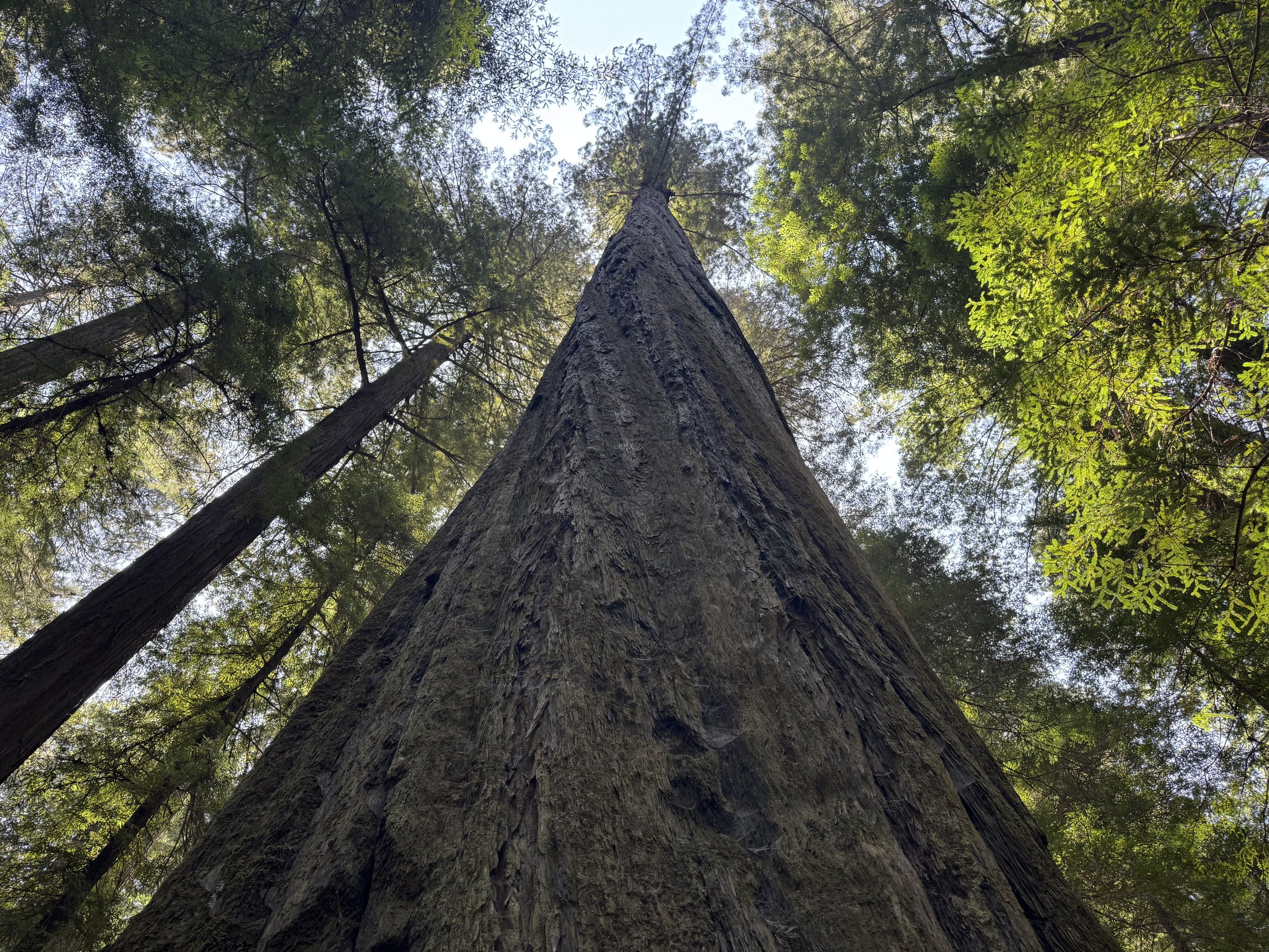 6 Fitness Lessons from Redwood Trees