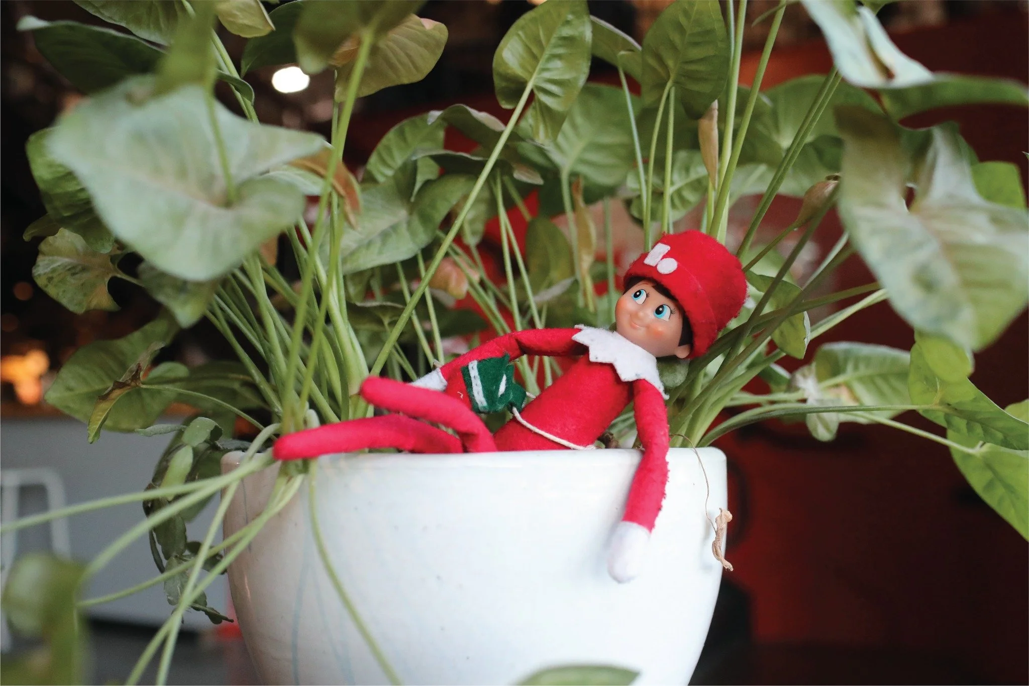 Reminder! Brock gets the gym to himself on Dec 25th. Volta is CLOSED. 
Open from 10am-5pm on Dec 24th .