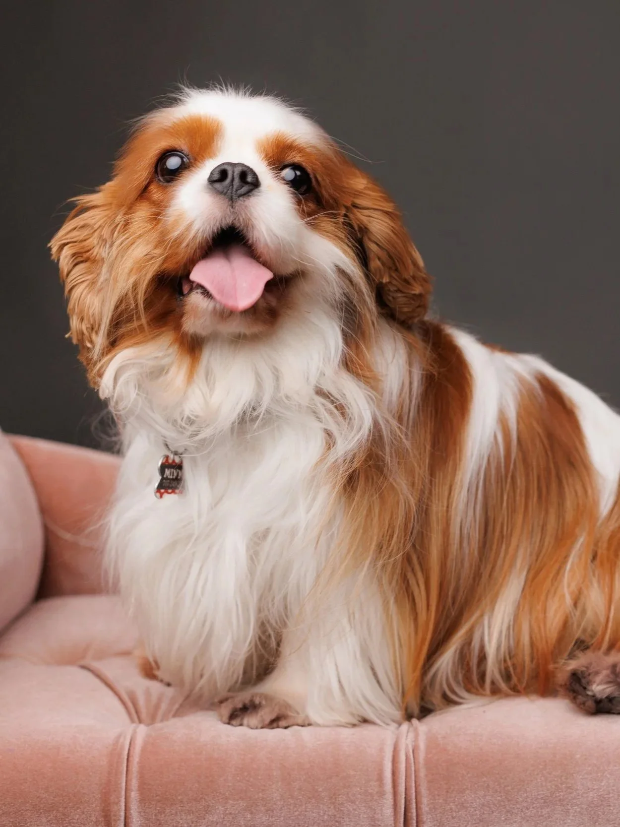 A happy brown and white Cavalier King Charles Spaniel with its tongue out sitting on a pink cushion against a dark background.