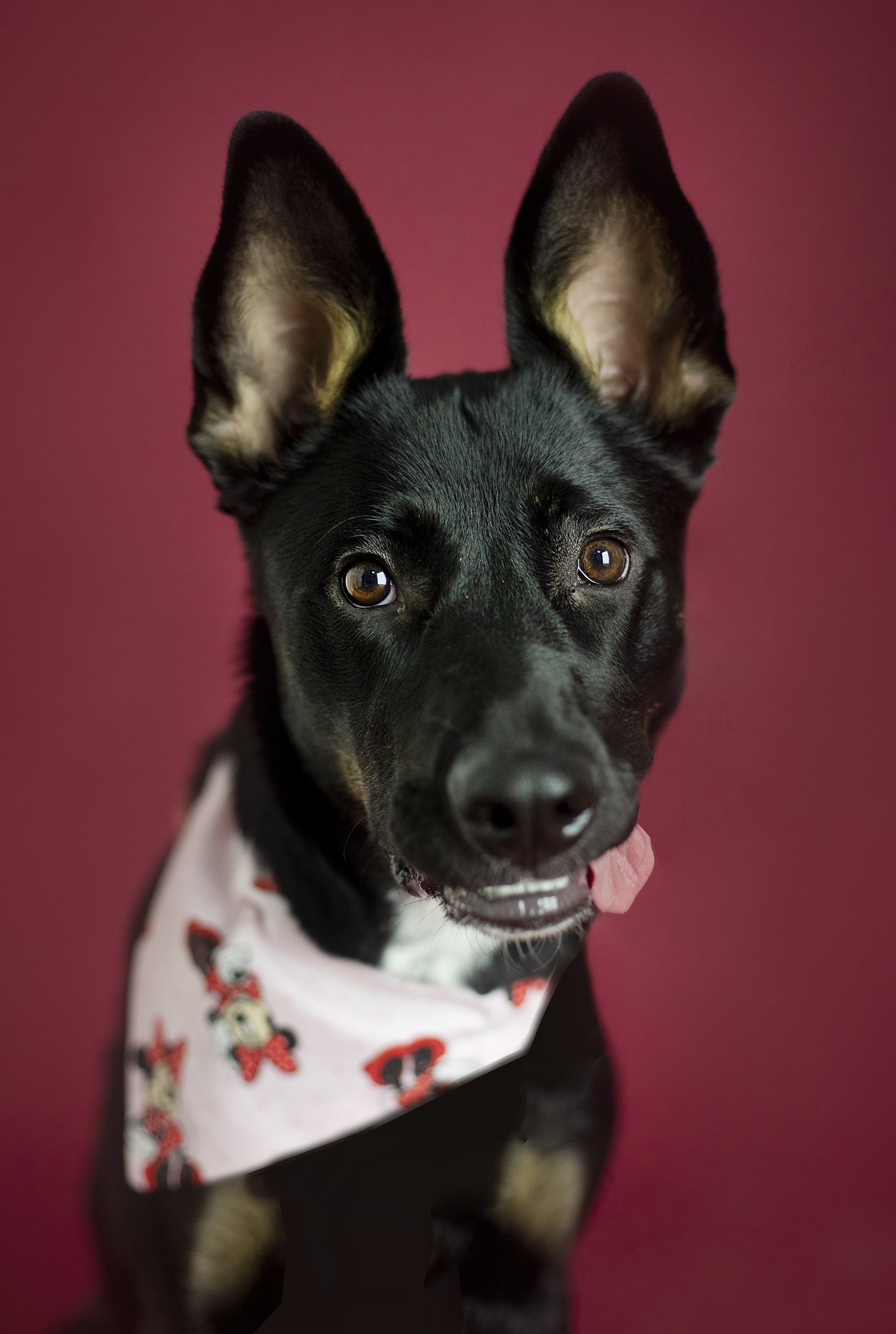 Sit Stay Smile - 1.jpg