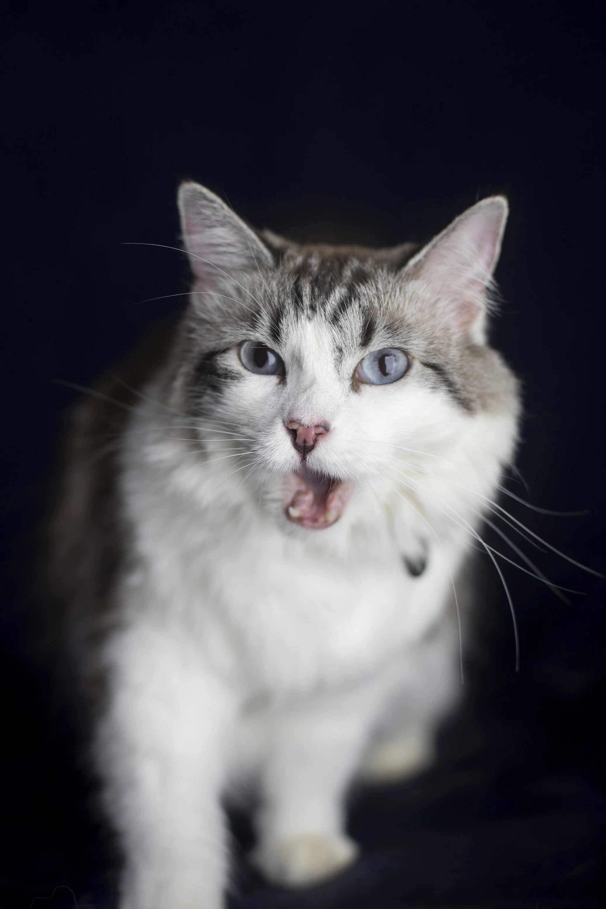 Sit Stay Smile  - 6.jpg