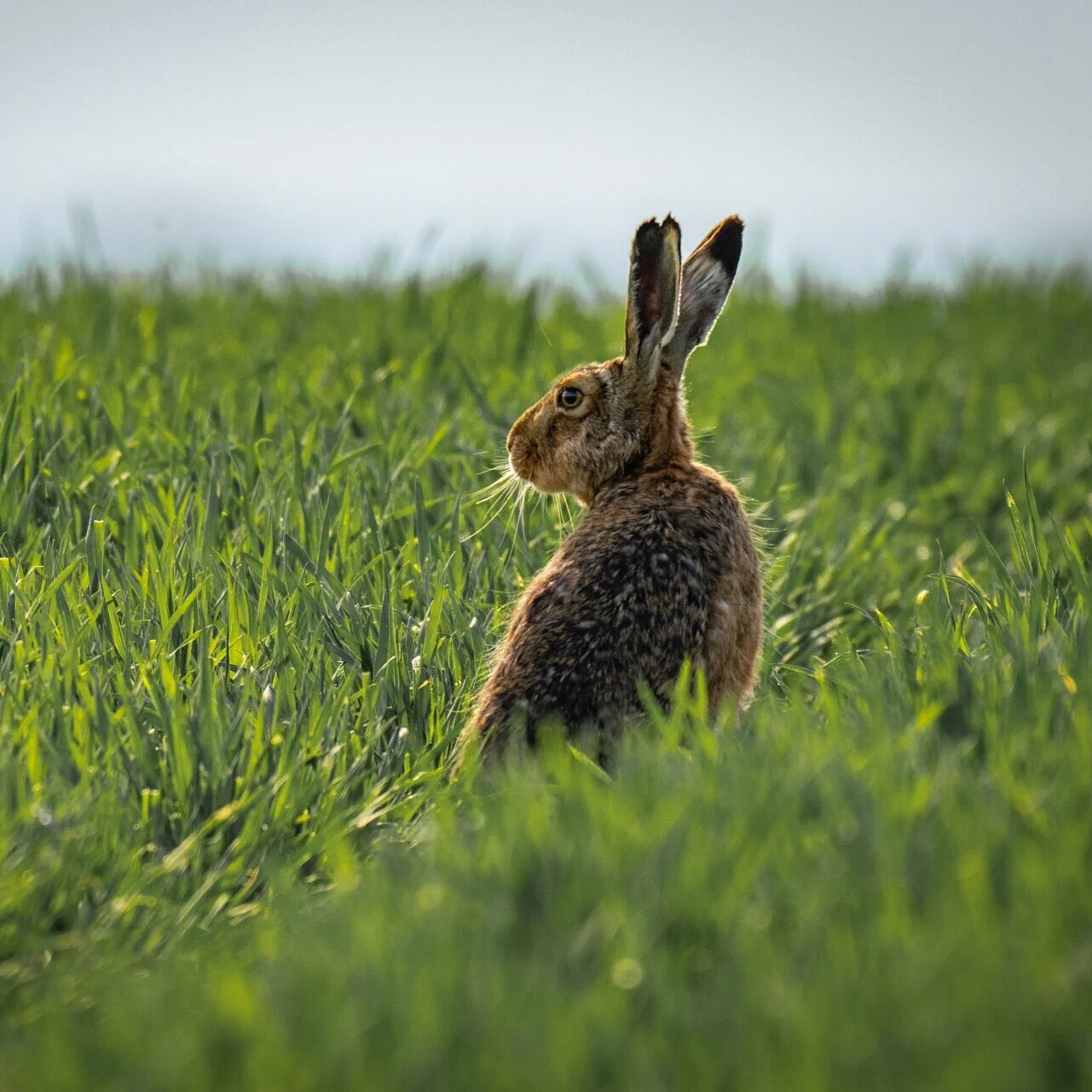 Ears in the grass