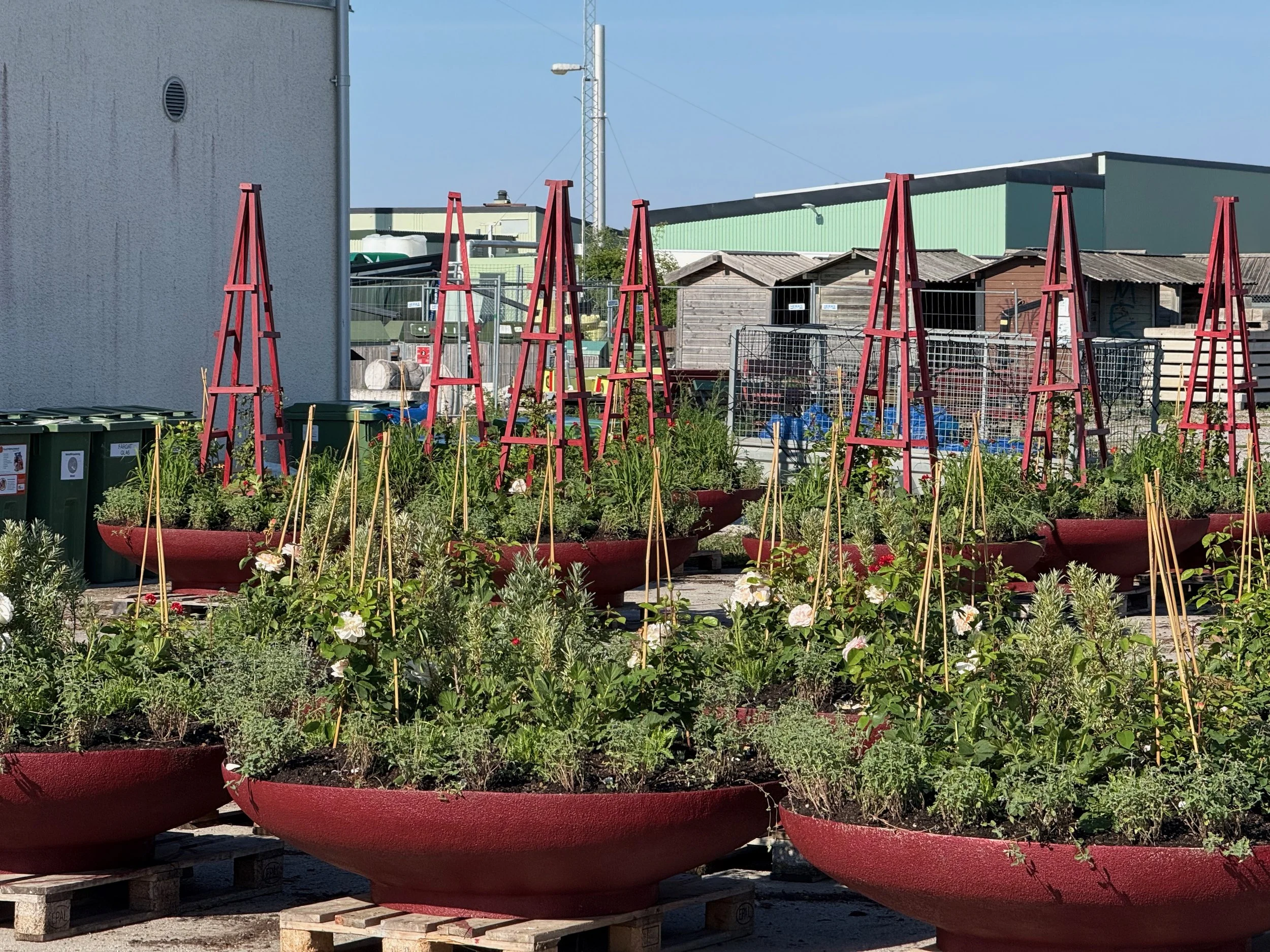 Planters ready to move to the squares