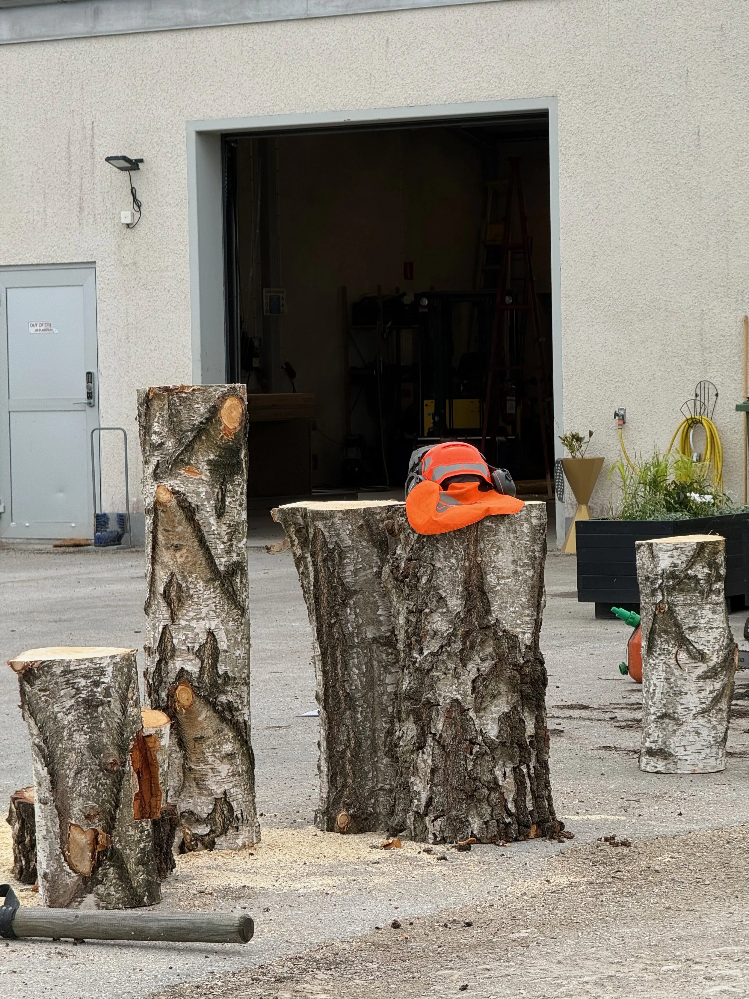 Birch logs ready for assembling to furniture.