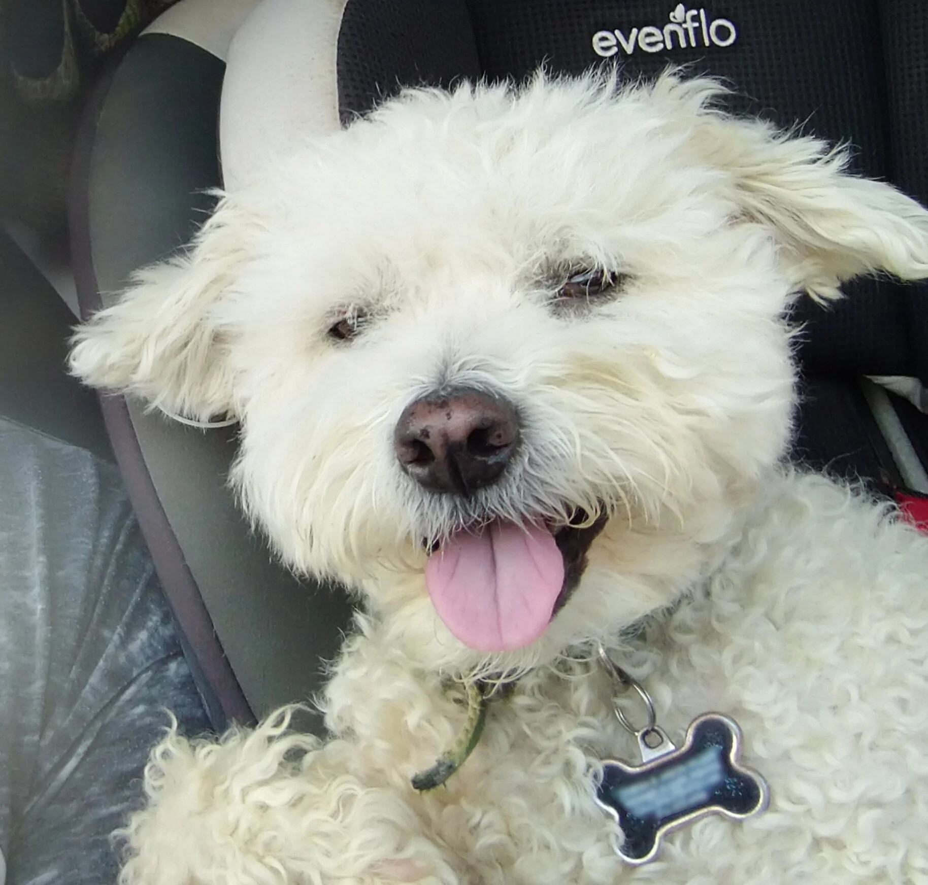 ALPHA Leash Beta Tester - Fonzie