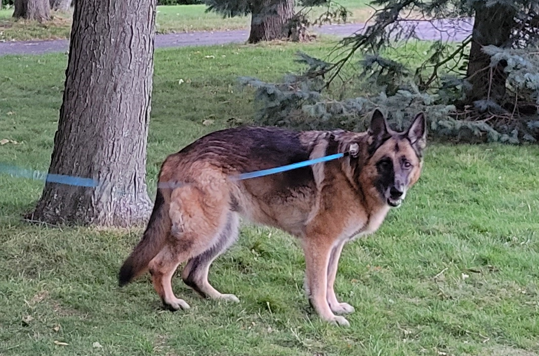 ALPHA Leash Beta Tester - Ika
