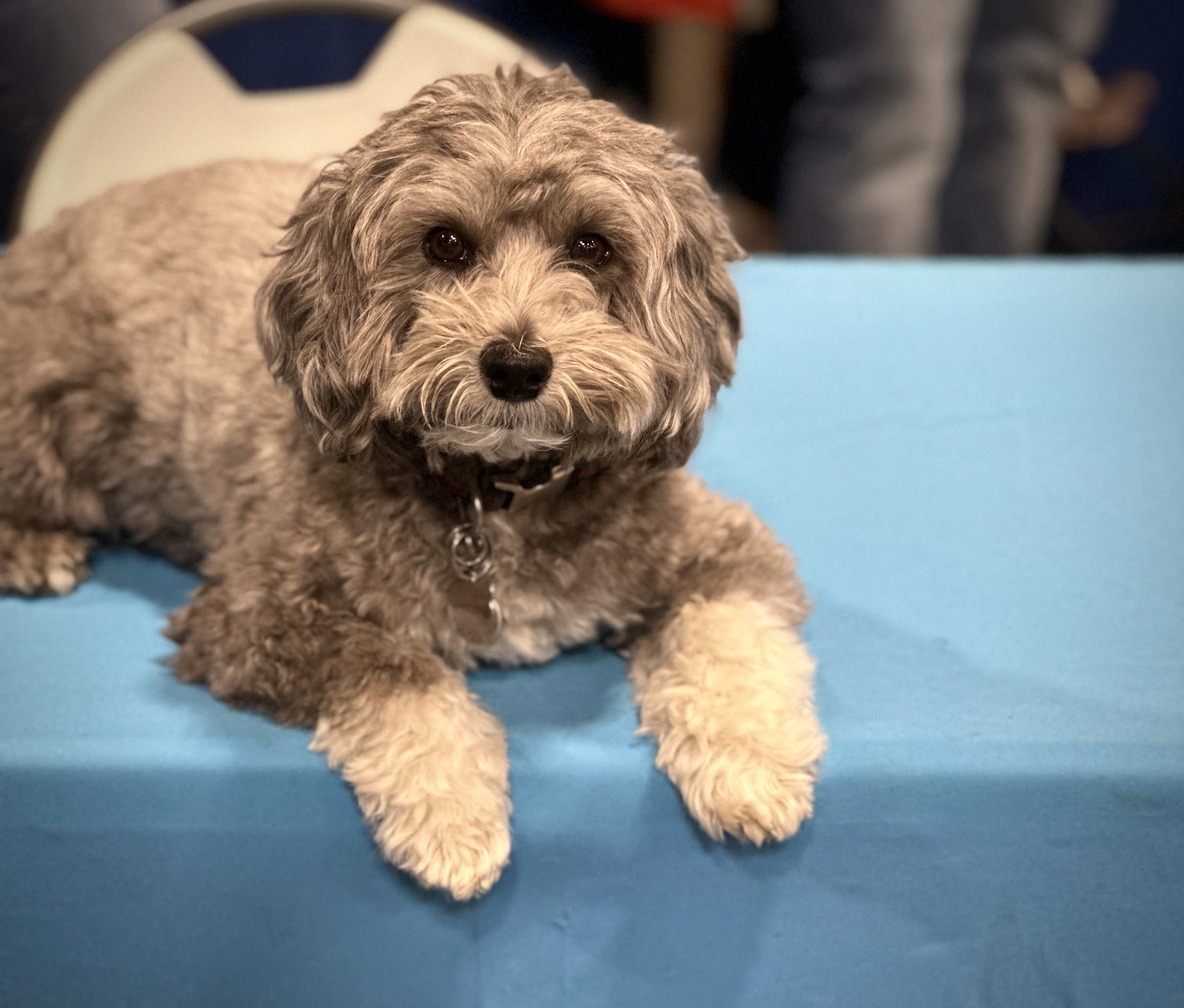 ALPHA Leash Beta Tester - Teddy